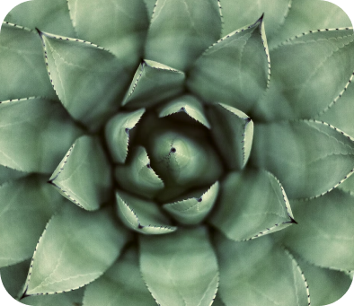 Close-up of a green succulent plant with thick, pointed leaves arranged in a rosette pattern.