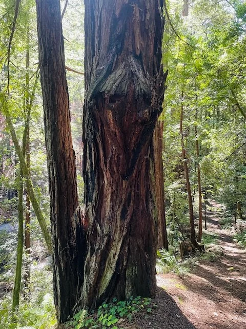 Springtime, Resilience, and Being like the Redwood Tree