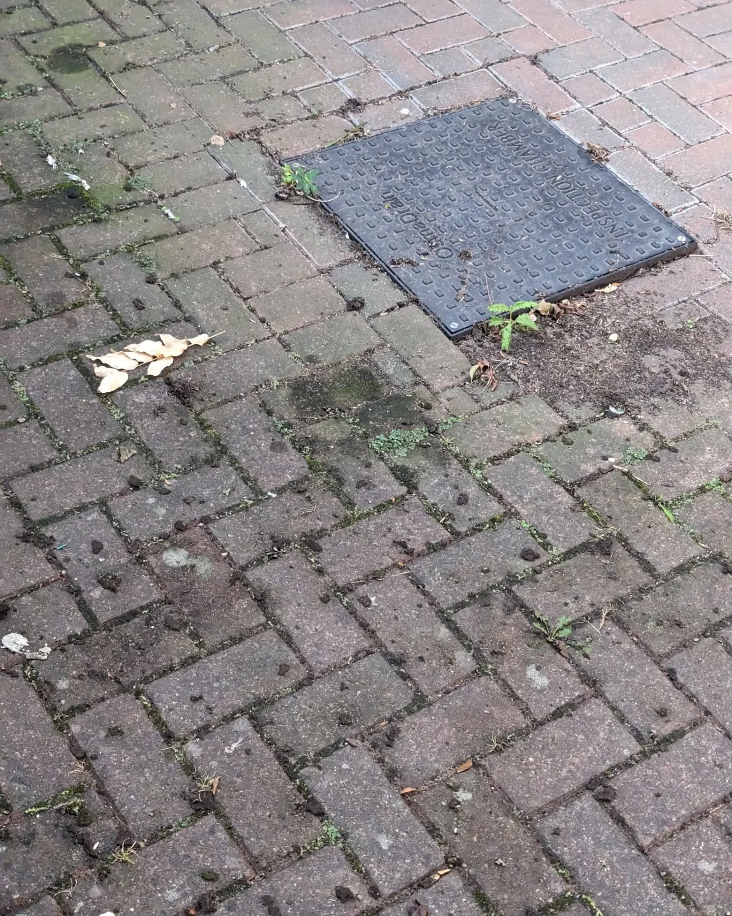 Nothing more satisfying than pressure washing, especially when the sun is shining 😎

#DrivewayCleaning #SunshineClean #BeforeAndAfter #SatisfyingClean #HomeImprovement  #SparklingDriveway #OutdoorCleaning