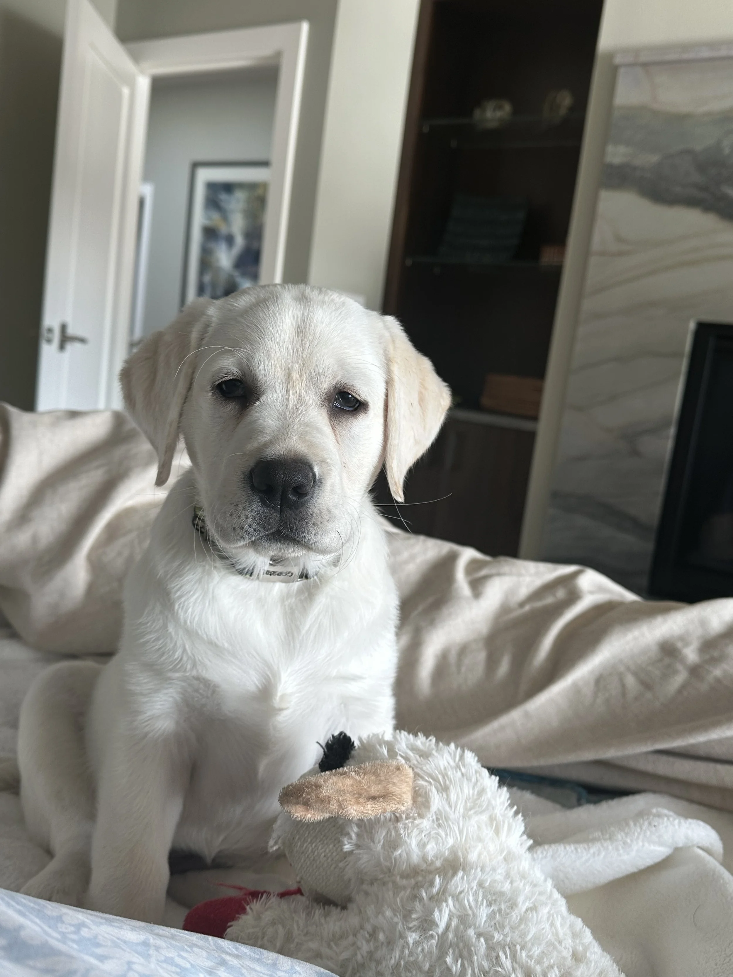 Mouse at 12 weeks.jpeg