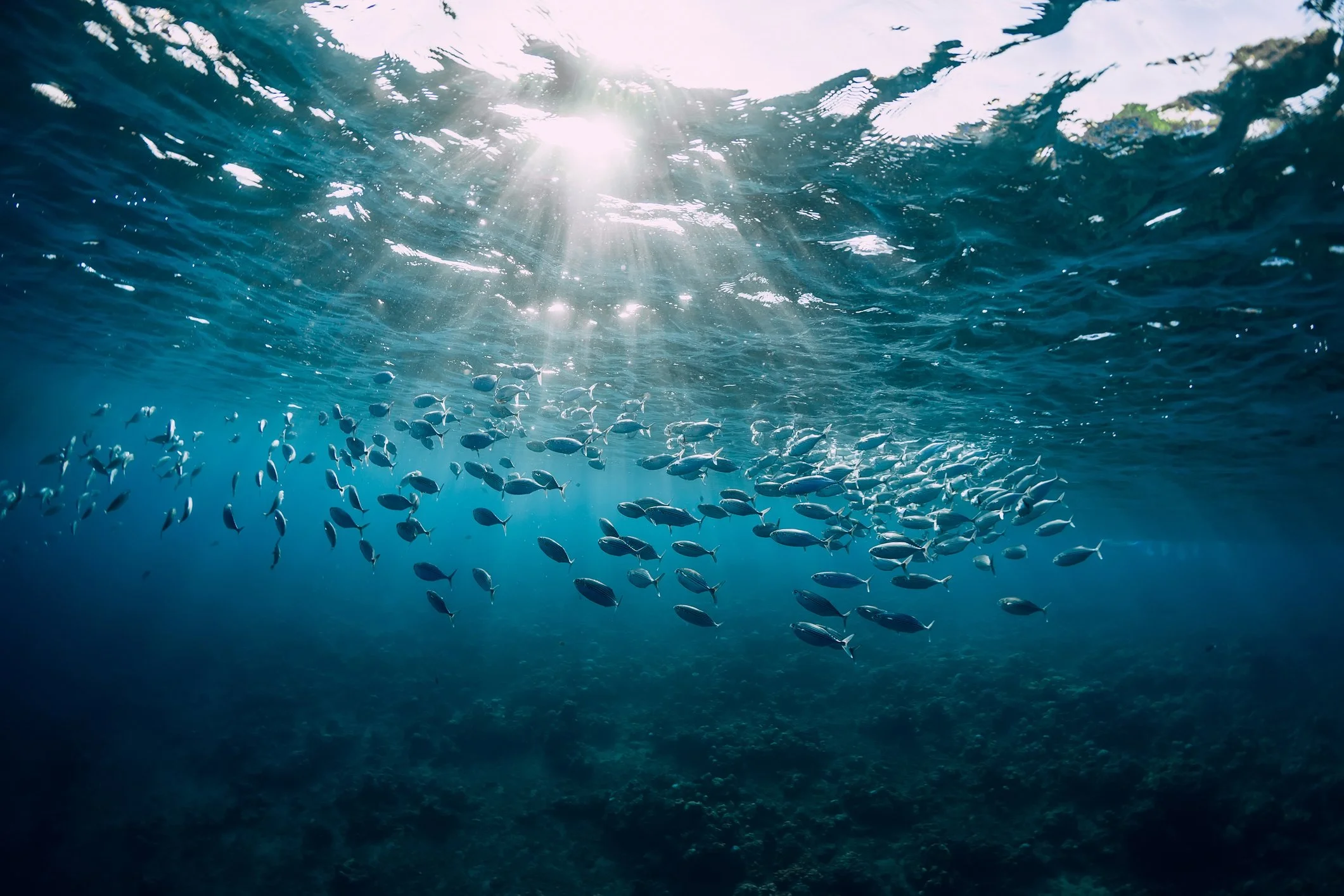 Underwater scene with sunlight shining through the water surface, a school of fish swimming near the ocean floor, and sunlight rays filtering into the water.
