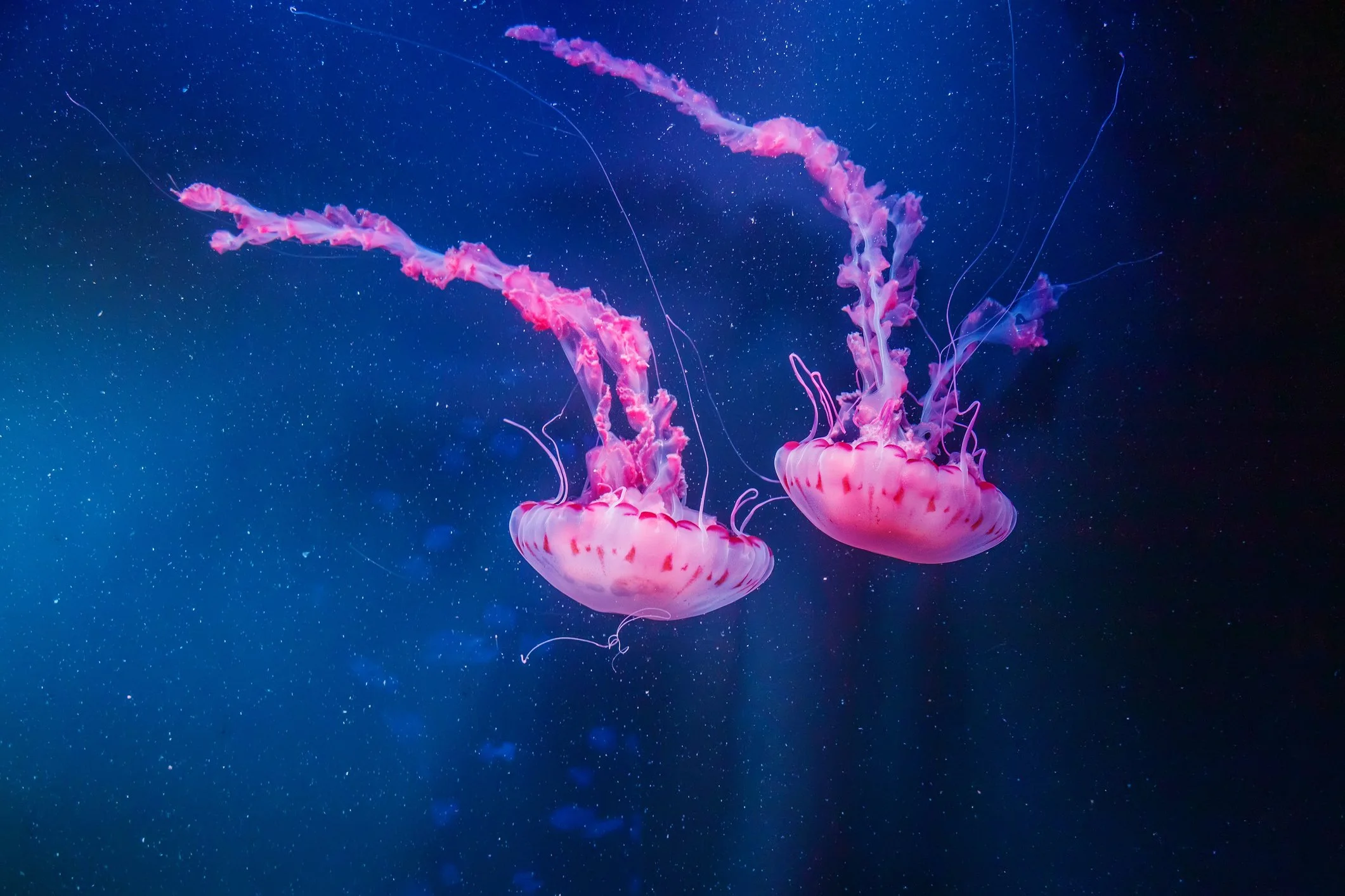 Two pink jellyfish drifting in a starry blue ocean.