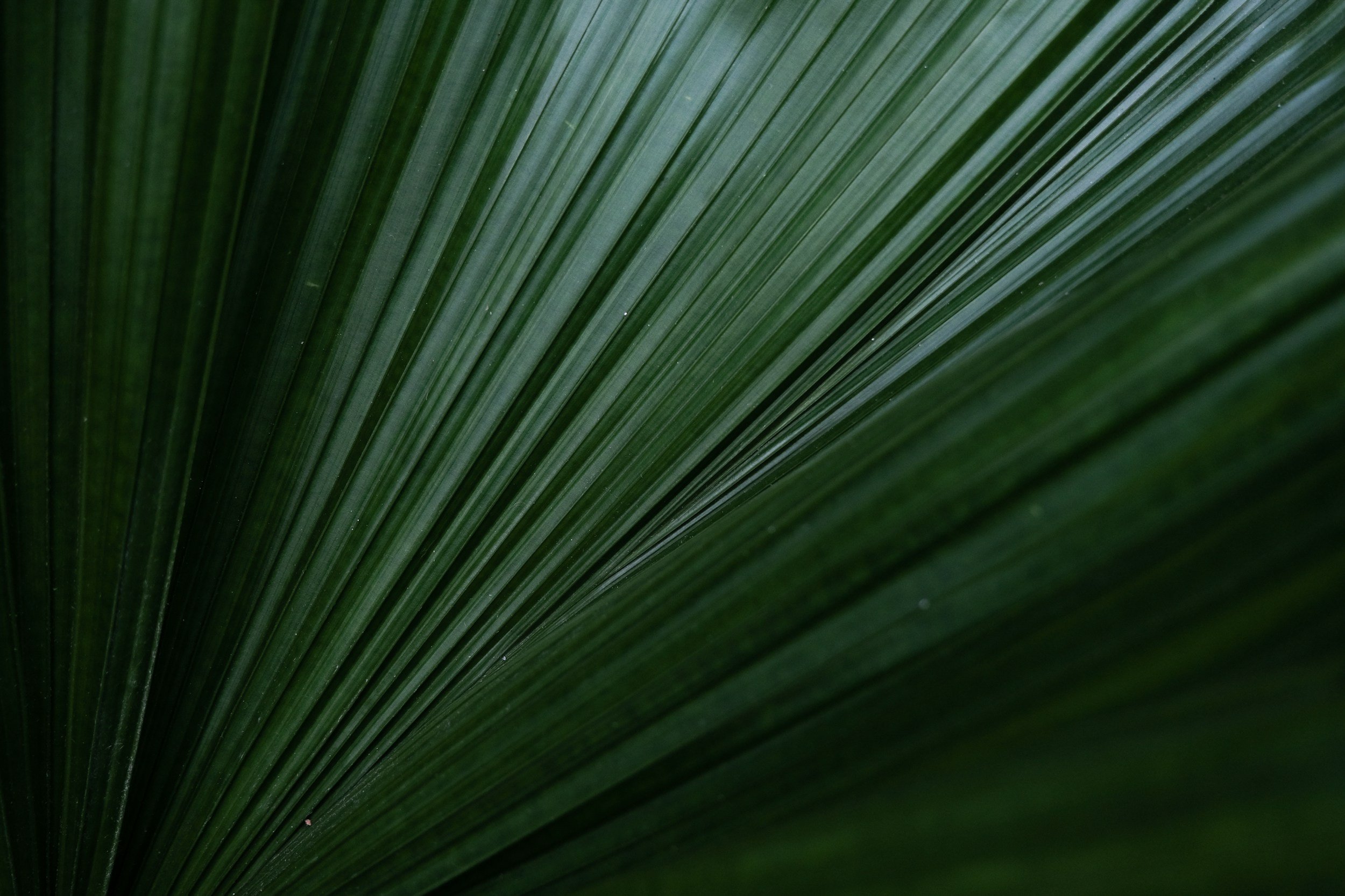 Close-up of a green palm leaf with parallel veins and a textured surface.