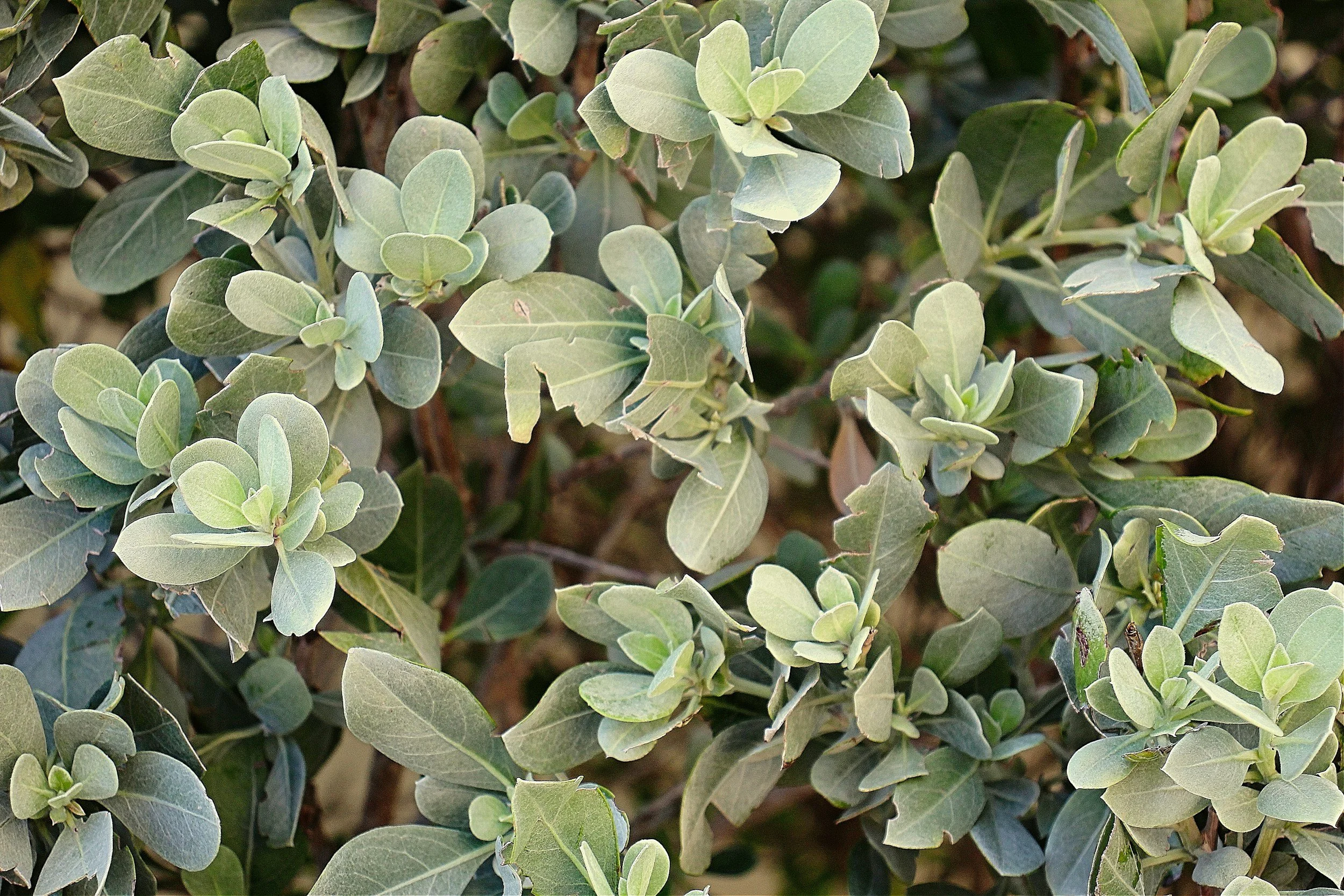 Close-up of green, grayish, oval-shaped leaves on a shrub or plant.