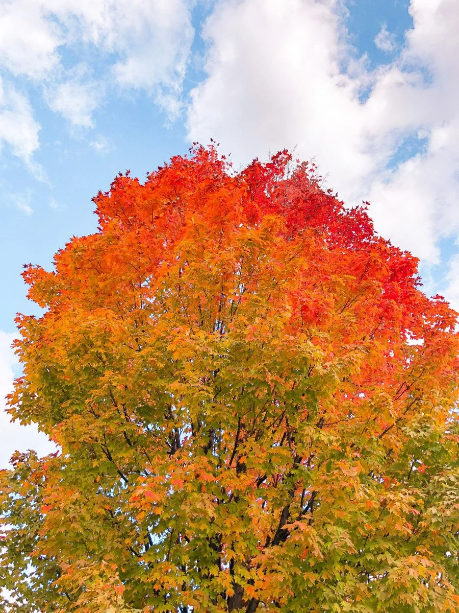 stowe vermont fall foilage