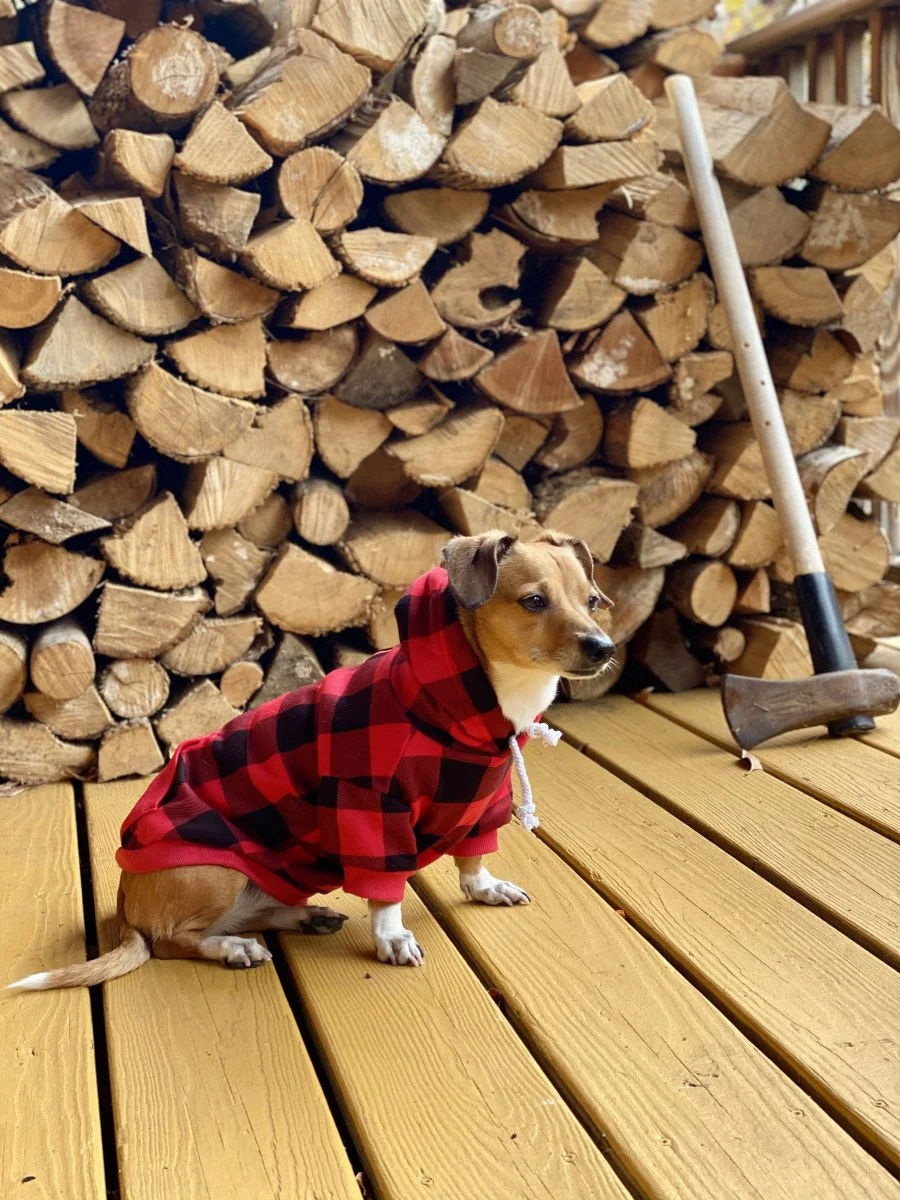 small dog in sweatshirt in front of firewood