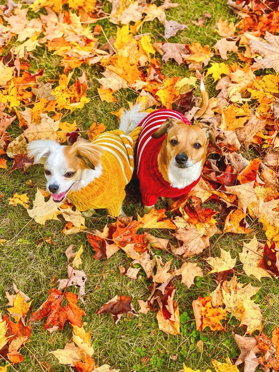 two small dogs in sweaters in leaves