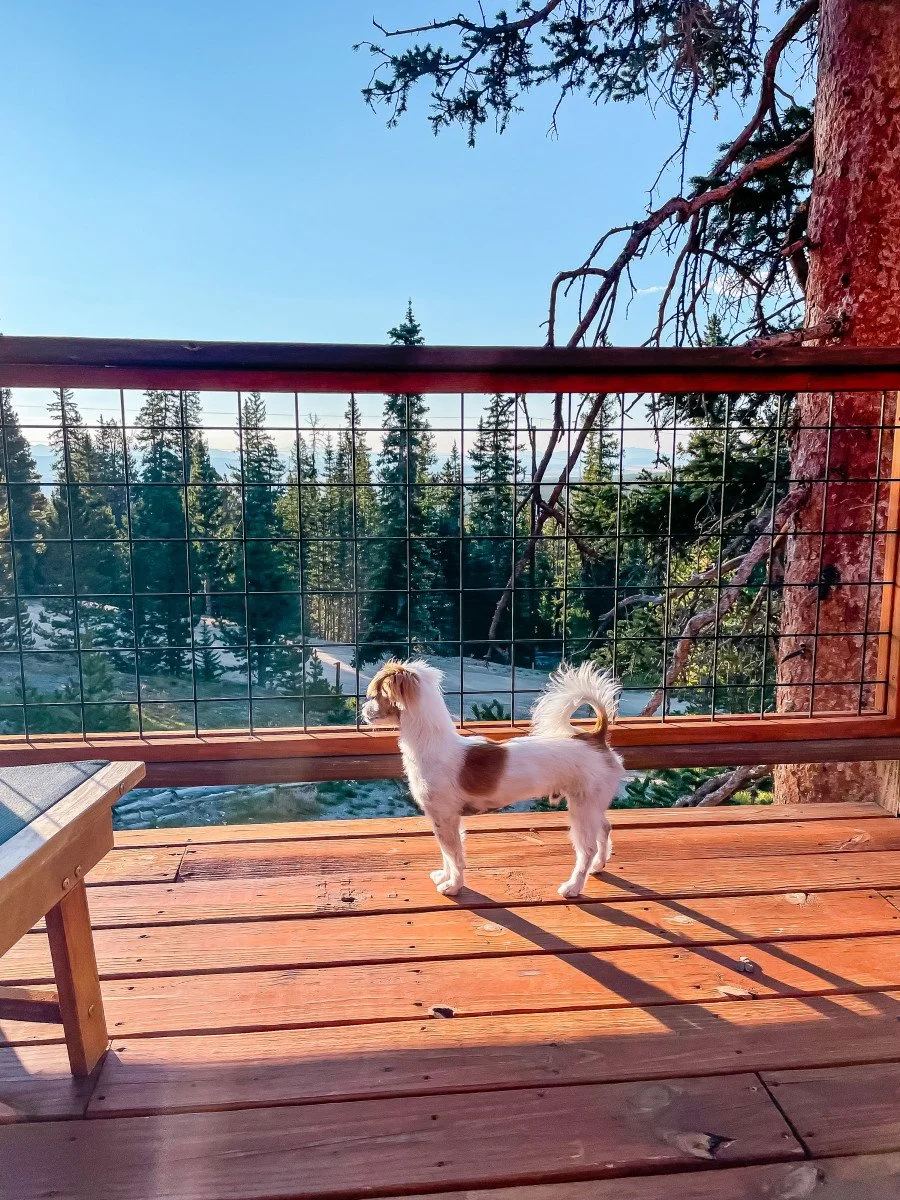 small dog on deck in colorado