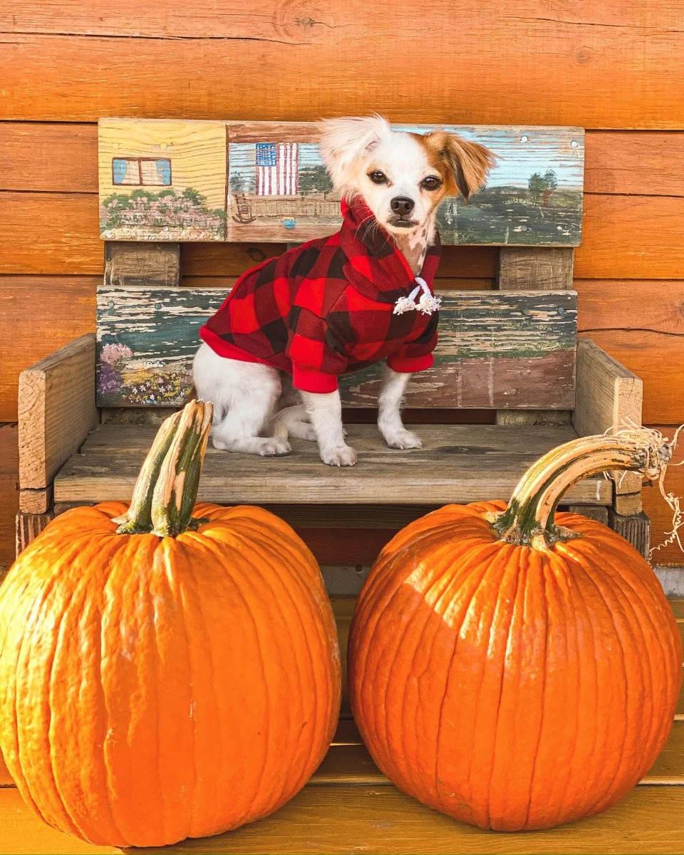 small dog in checkered sweatshirt with pumpkins