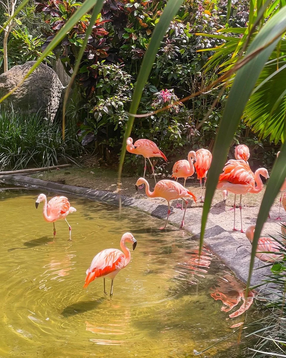 flamingos