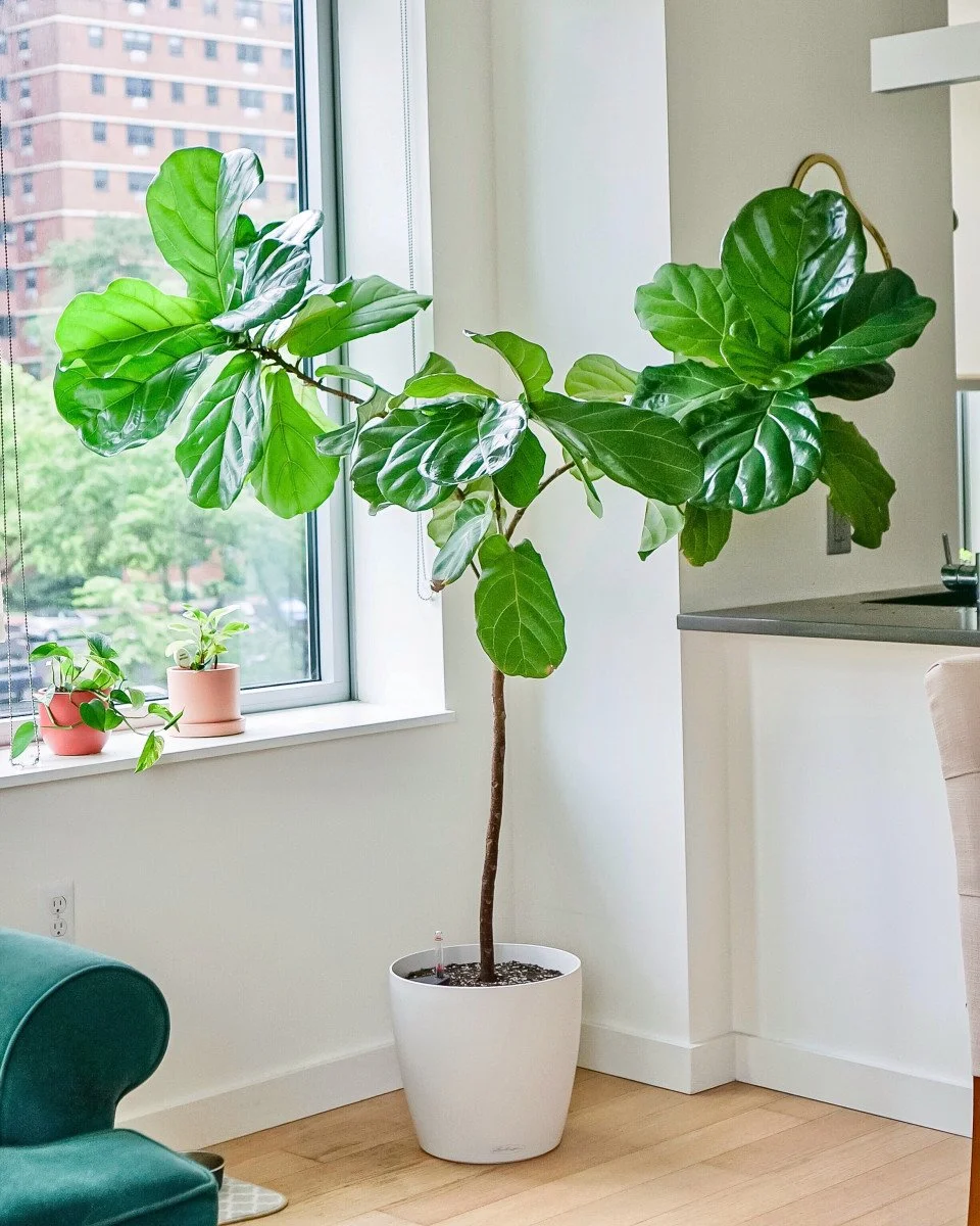 big fiddle leaf plant