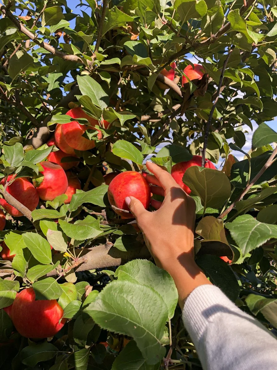 Apple picking at Kelder’s Farm