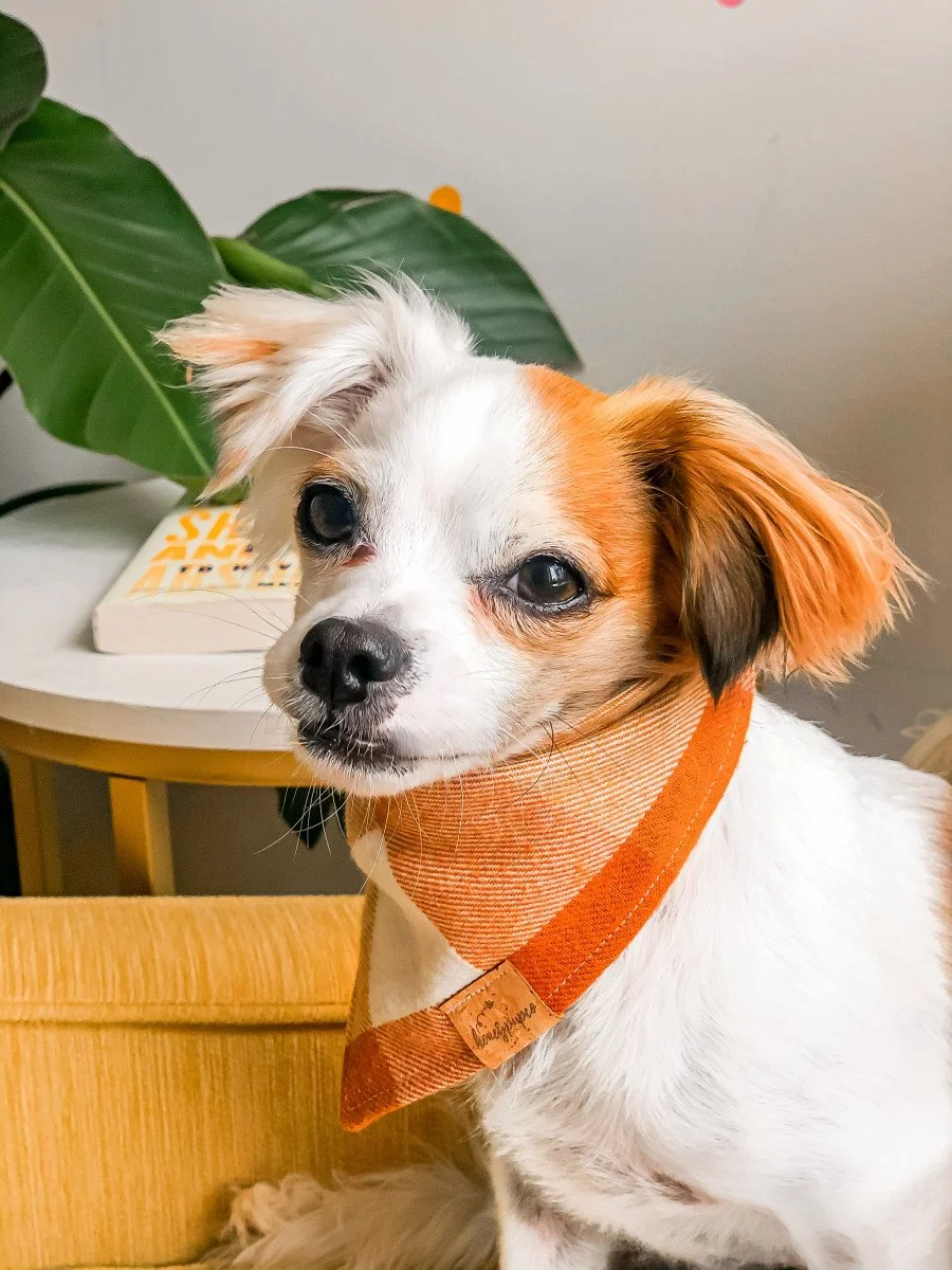 small dog in bandana
