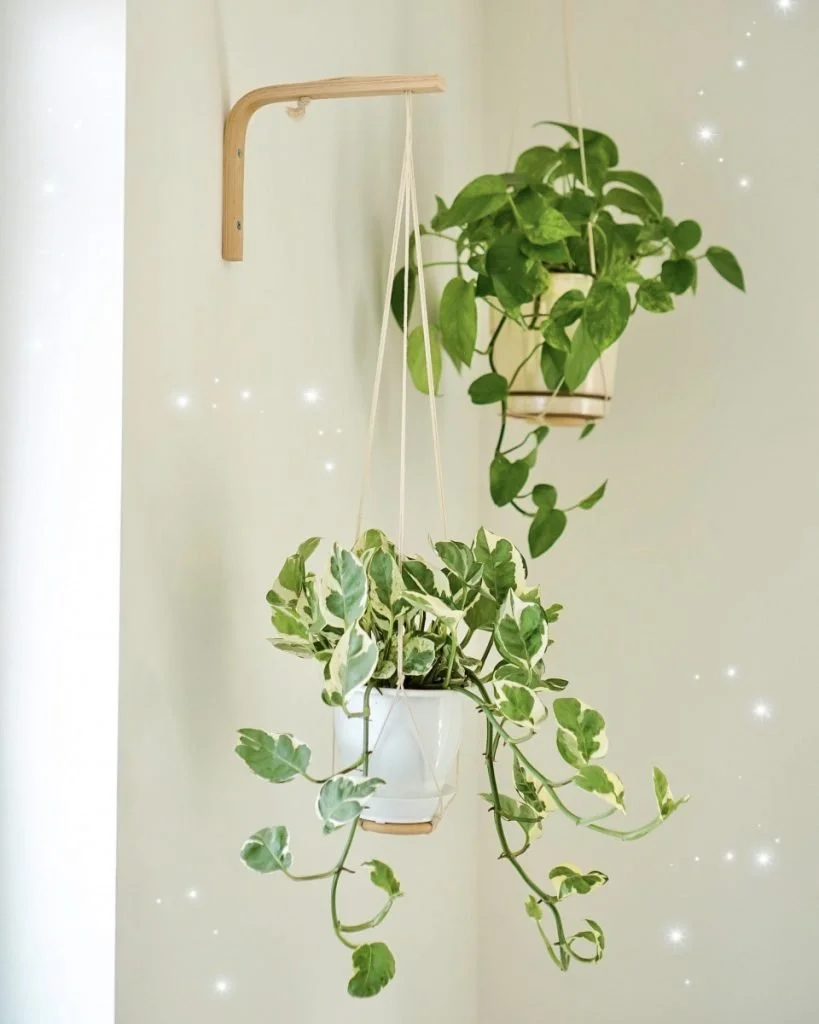 hanging indoor plants