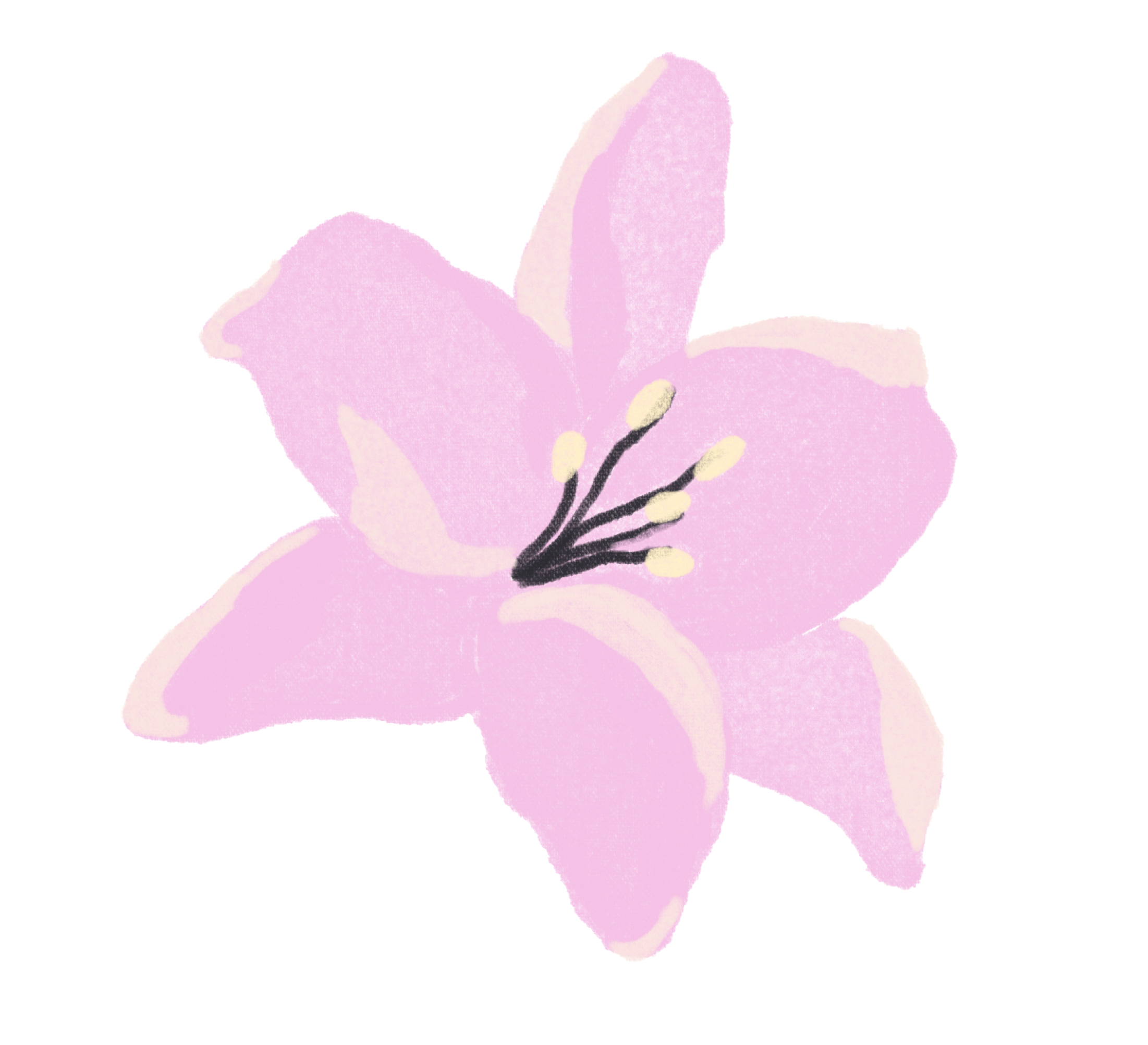 A digital illustration of a pink lily flower with six petals, a dark center, and yellow stamens.