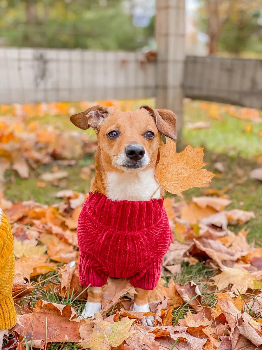 small dog in sweater with leaves