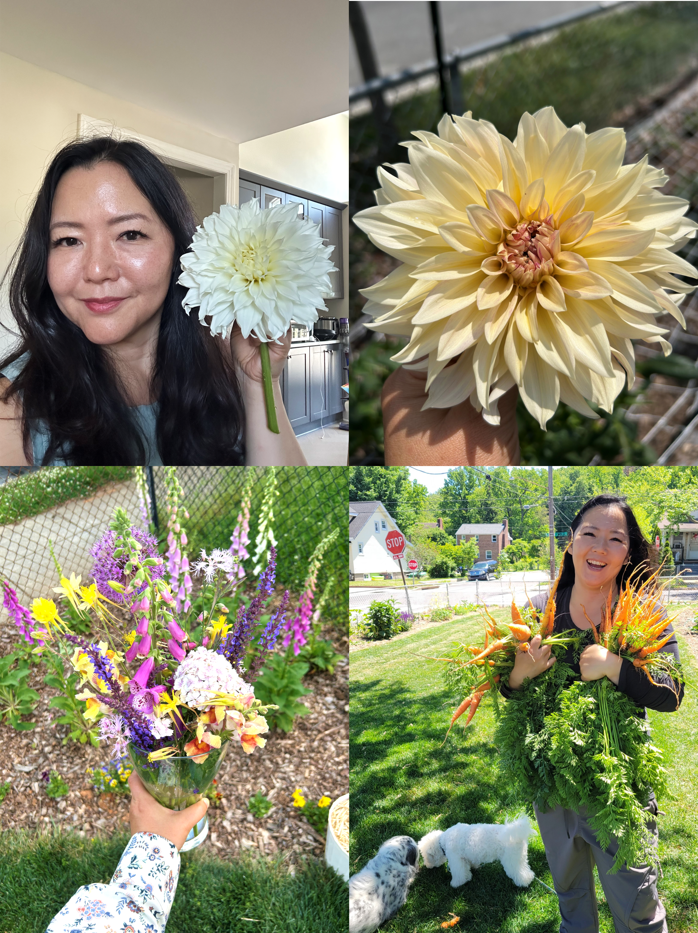 A woman holding a large white dahlia flower, a close up of a "Cafe au Lait "dahlia, a hand holding a colorful bouquet of mixed flowers, and a woman with two dogs in a garden holding a bunch of carrots.