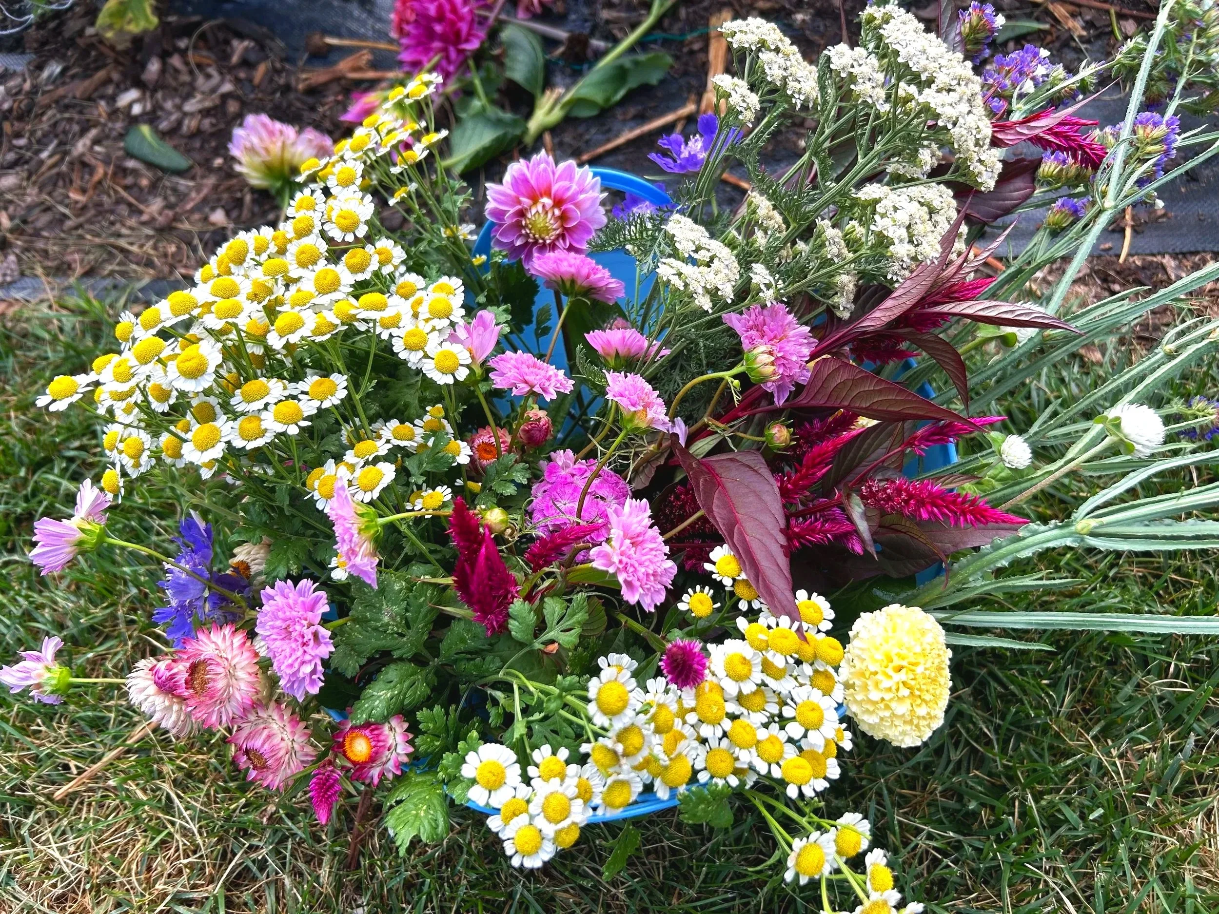 A variety of colorful flowers freshly cut from a garden bed, including feverfew, pink dahlias, and white yarrow, blue scabiosa, and magenta celosia, with a blue container partially visible among the flowers.