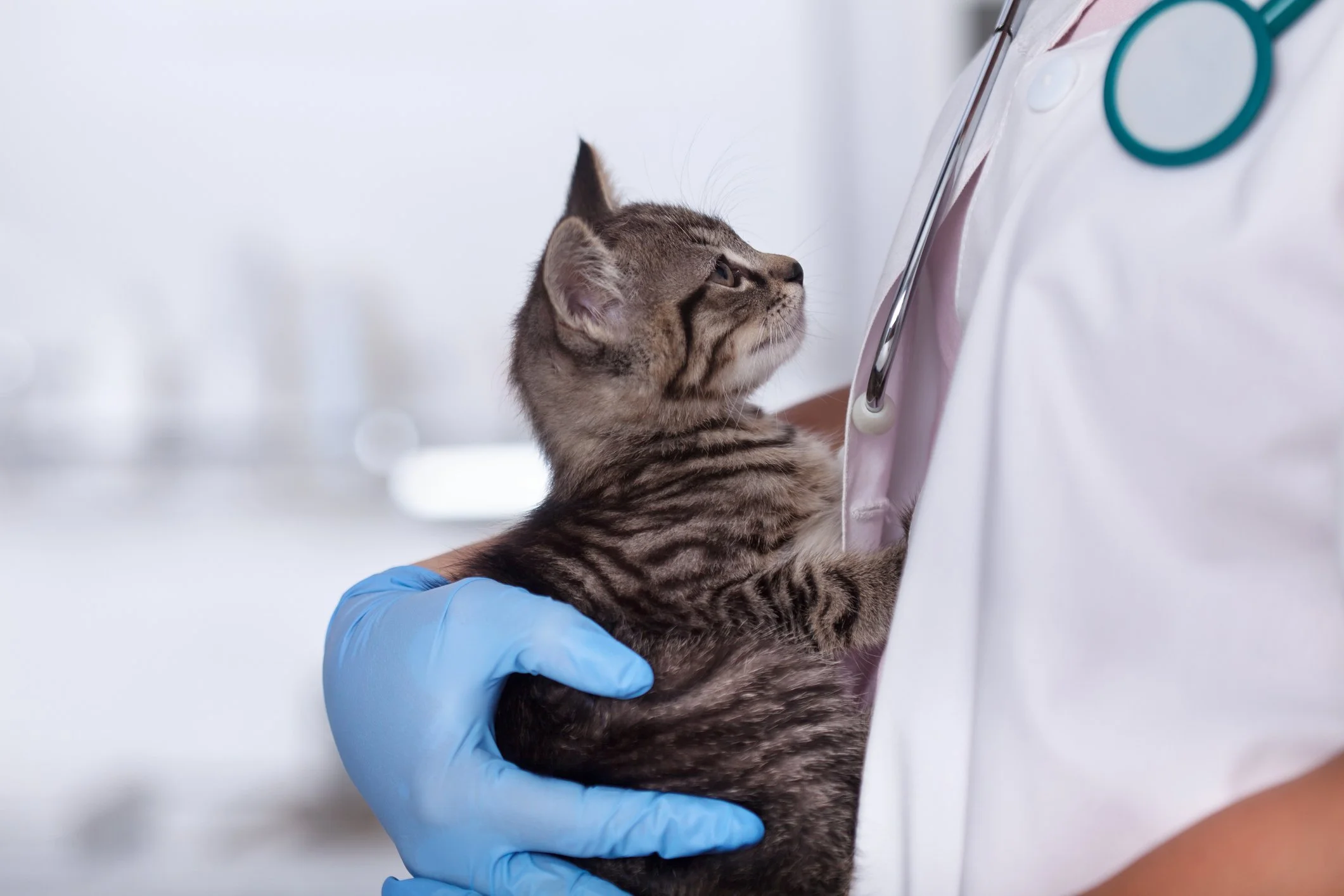 A veterinarian in a white coat with a stethoscope holds a young tabby kitten with striped fur against their chest, with a blurred veterinary clinic background.