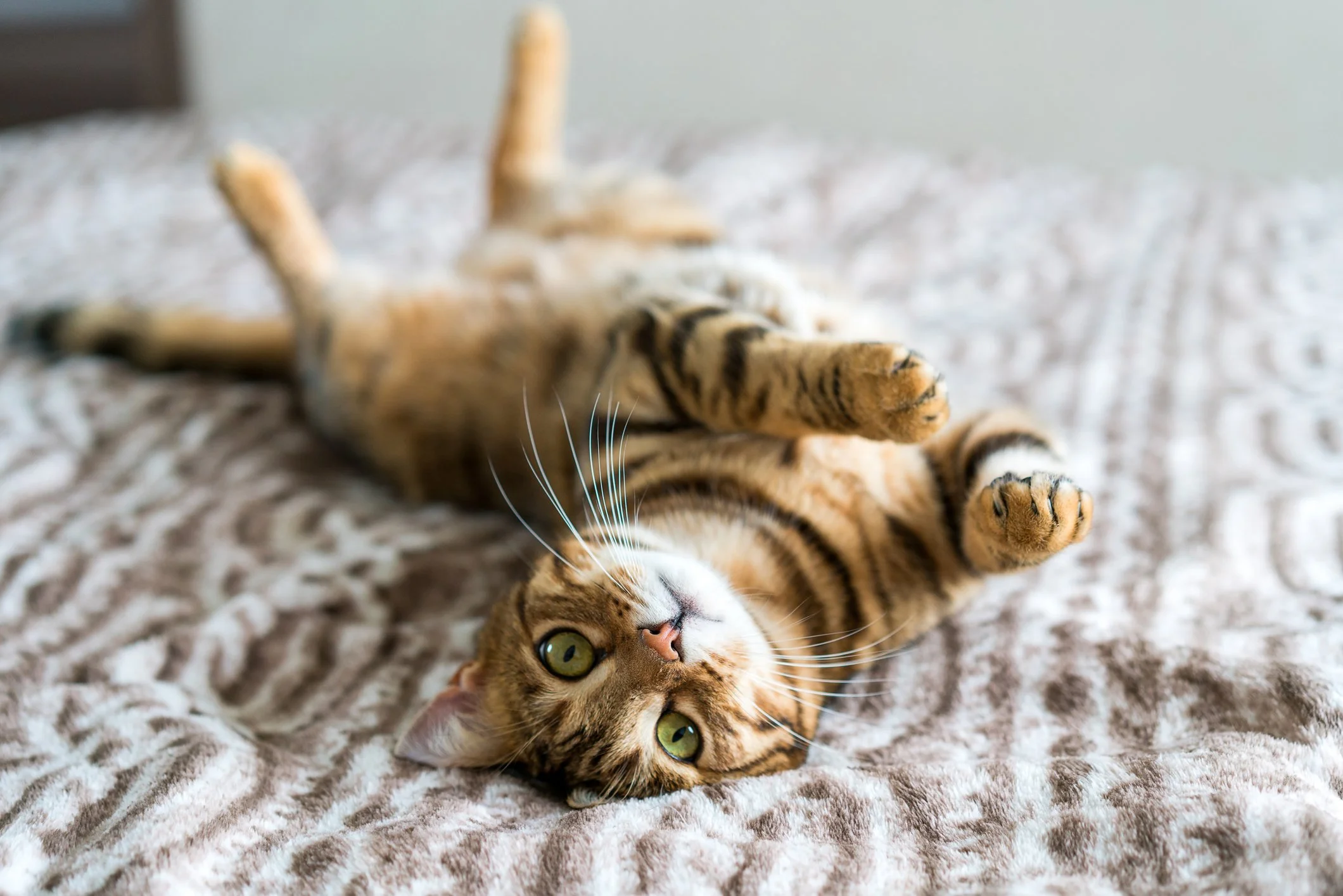 A tabby cat lying on its back on a bed, looking at the camera with green eyes.