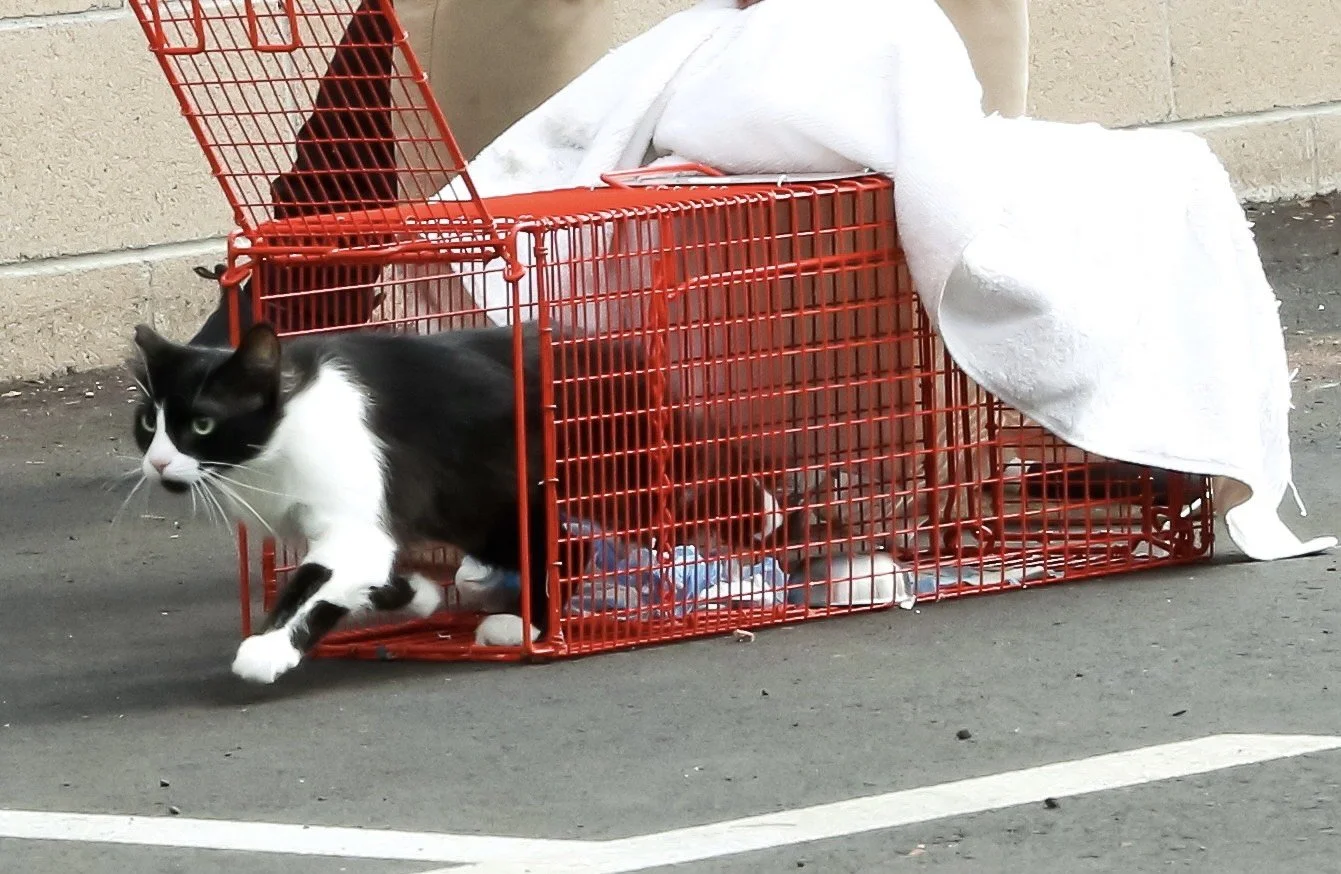 A black and white cat exiting a red wire pet carrier on a gray asphalt ground with a beige wall in the background, partially covered by a white towel or blanket.
