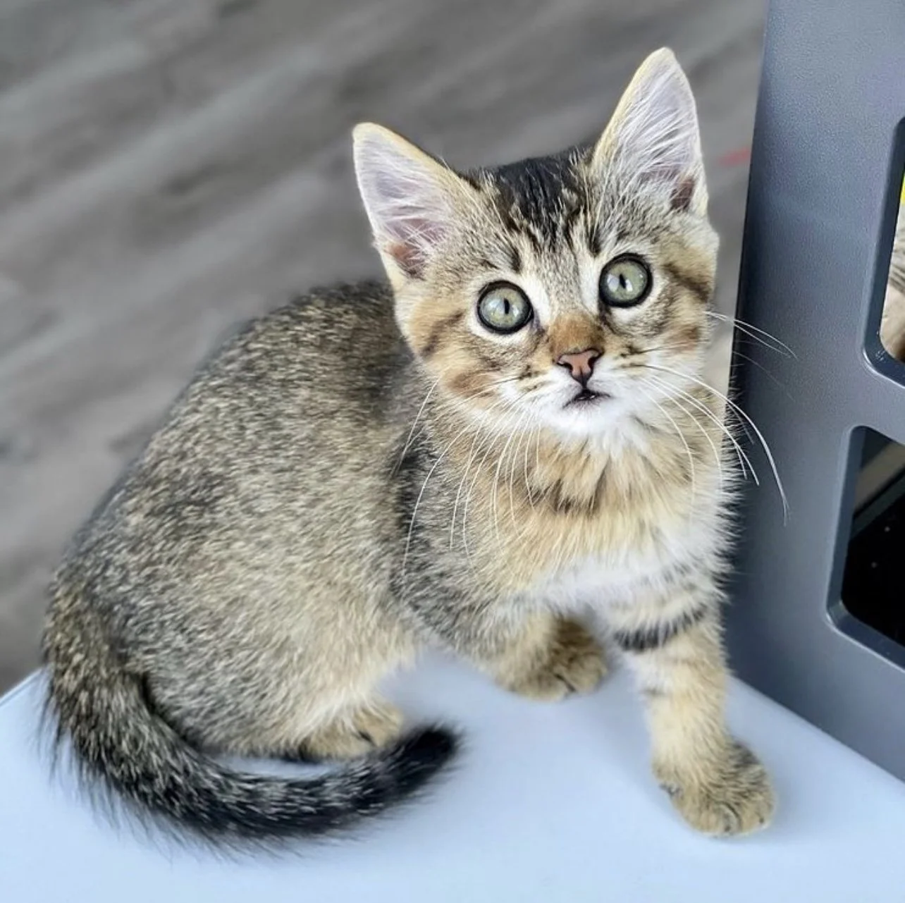 A small tabby kitten with green eyes sitting on a light-colored surface next to a gray plastic object, with a blurred background.