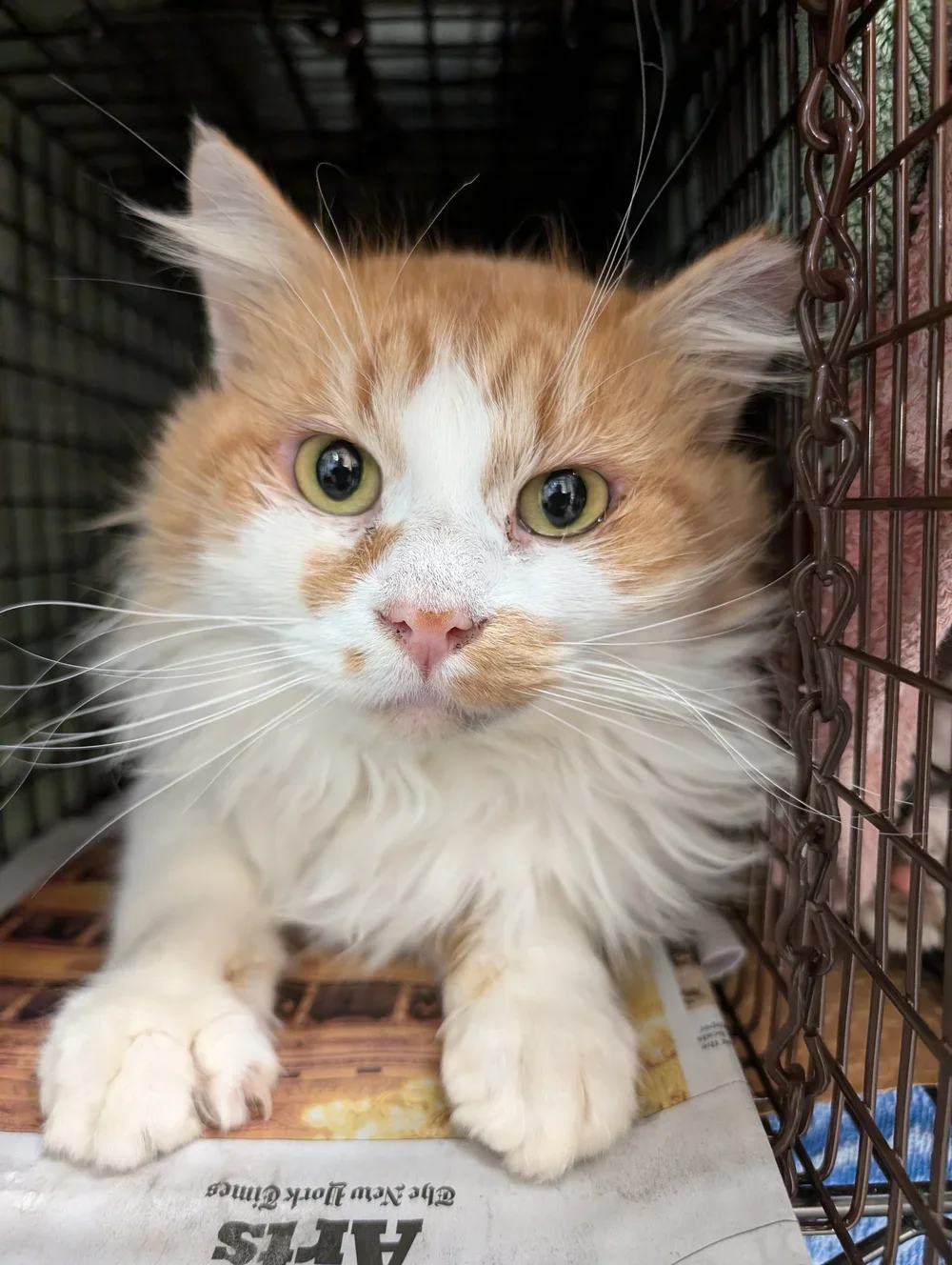 Close-up of an orange and white long-haired cat inside a cage, looking directly at the camera with green eyes.