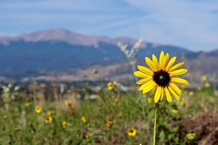 A yellow sunflower with a dark center in a field of similar flowers, with mountains and a cloudy sky in the background.