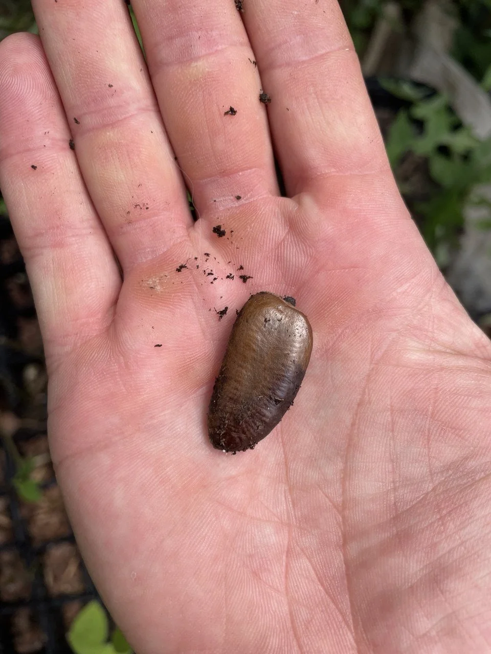 Pawpaw seed after germination