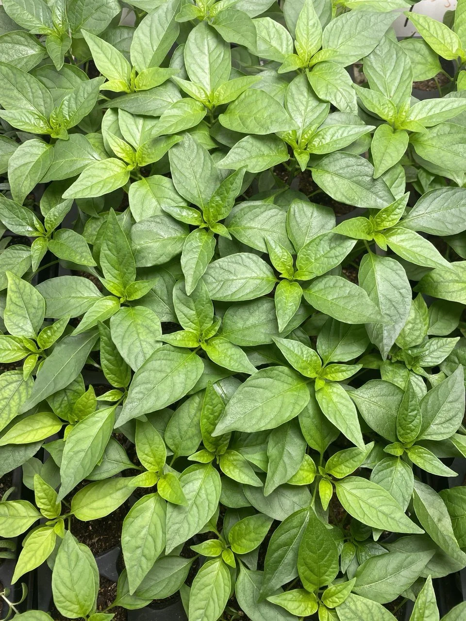 Eradicate Aphids safely with 50% Alcohol