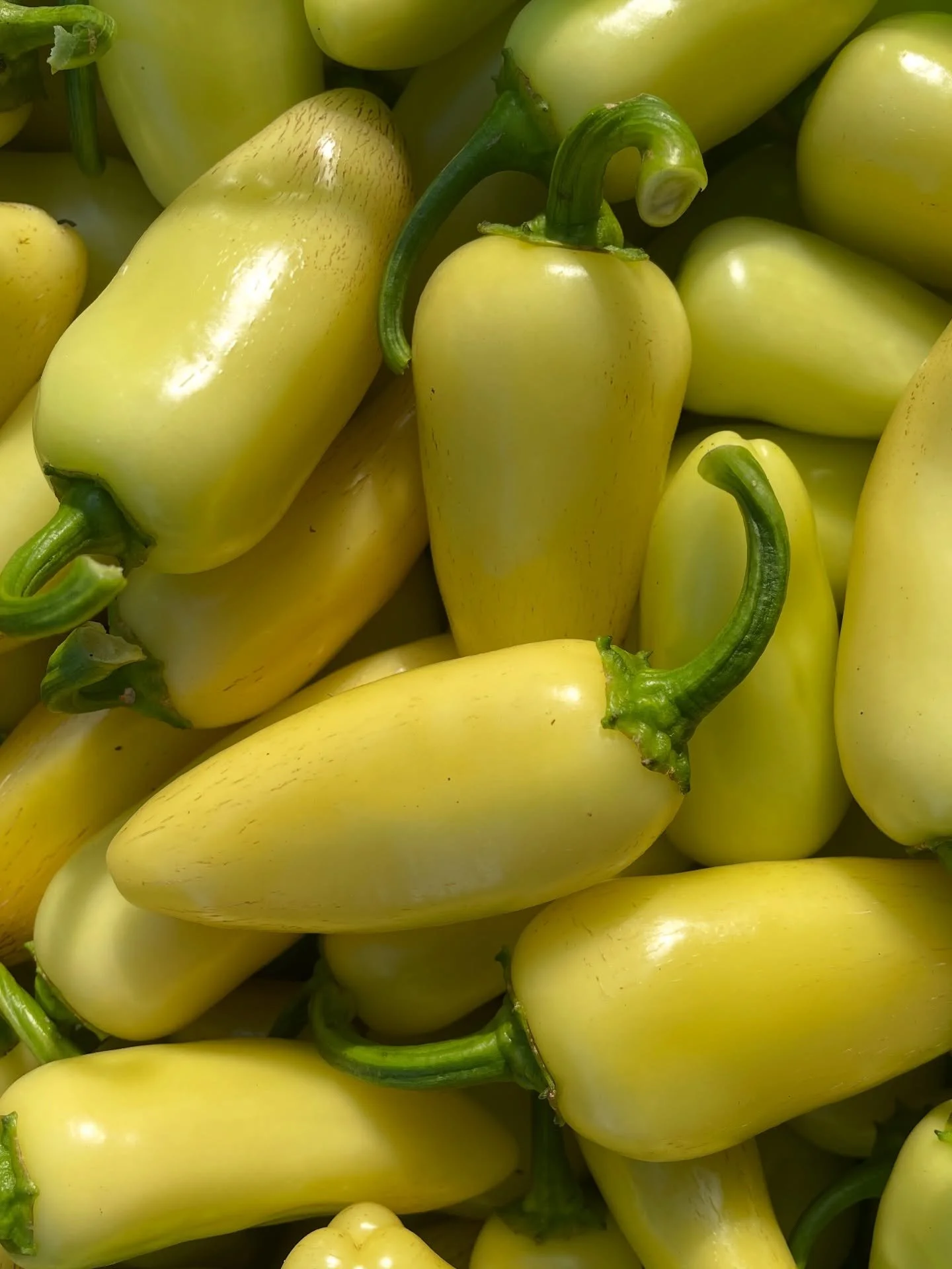 How to Grow Peppers: The Abridged Guide