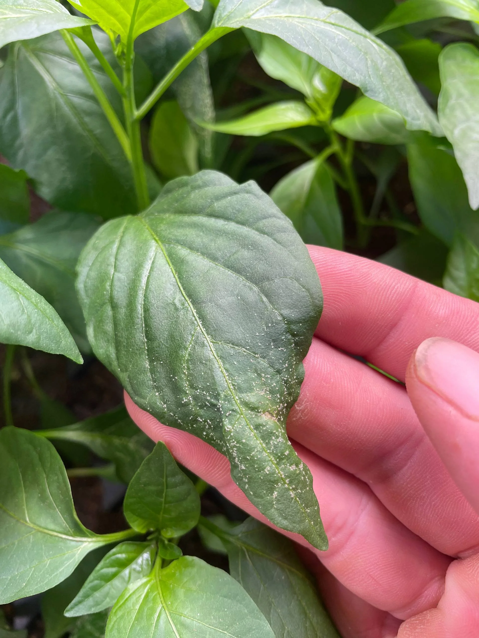 Pepper Issue - Edema Full Leaf.jpg