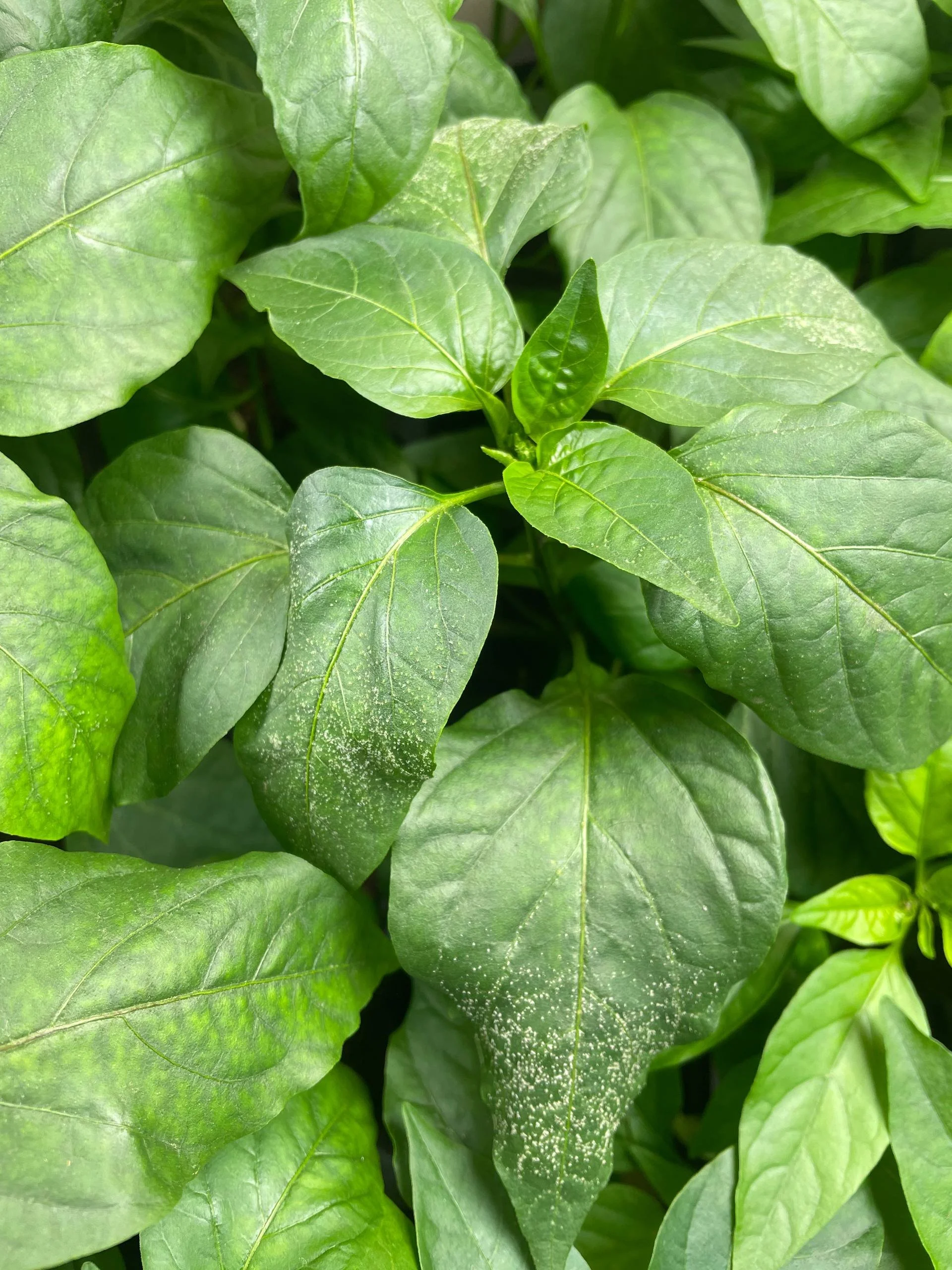 Pepper Issue - Edema Full Pepper.jpg