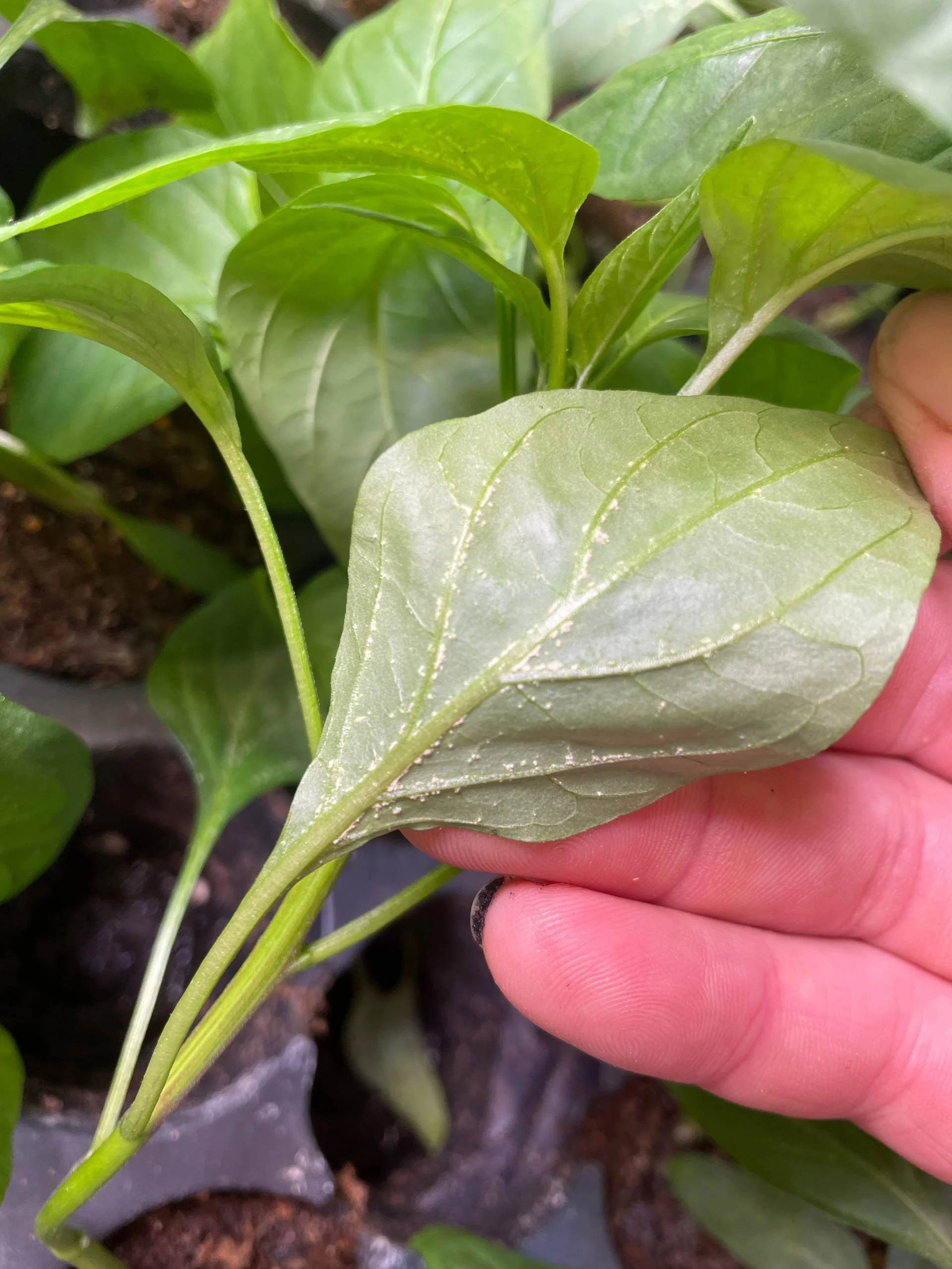 Pepper Issue - Edema Leaf Underside.jpg