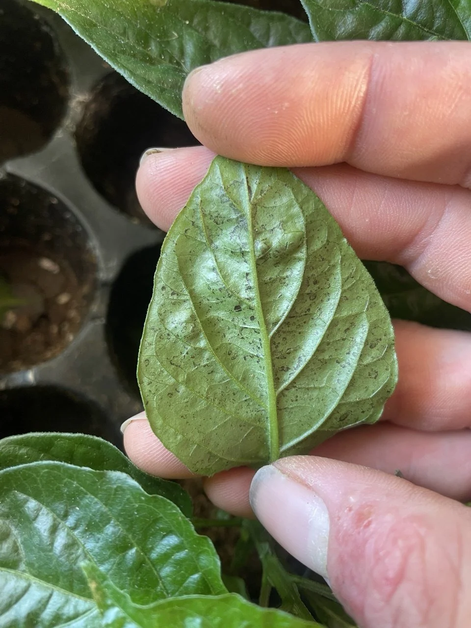 Pepper Issue - Aphids - More Bronzing.jpg