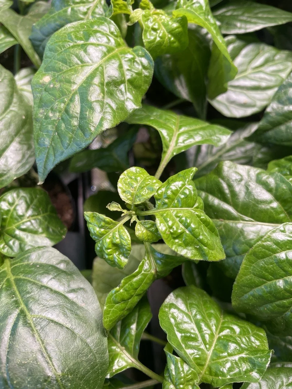 Pepper Issue - Aphids - Leaf Curling.jpg