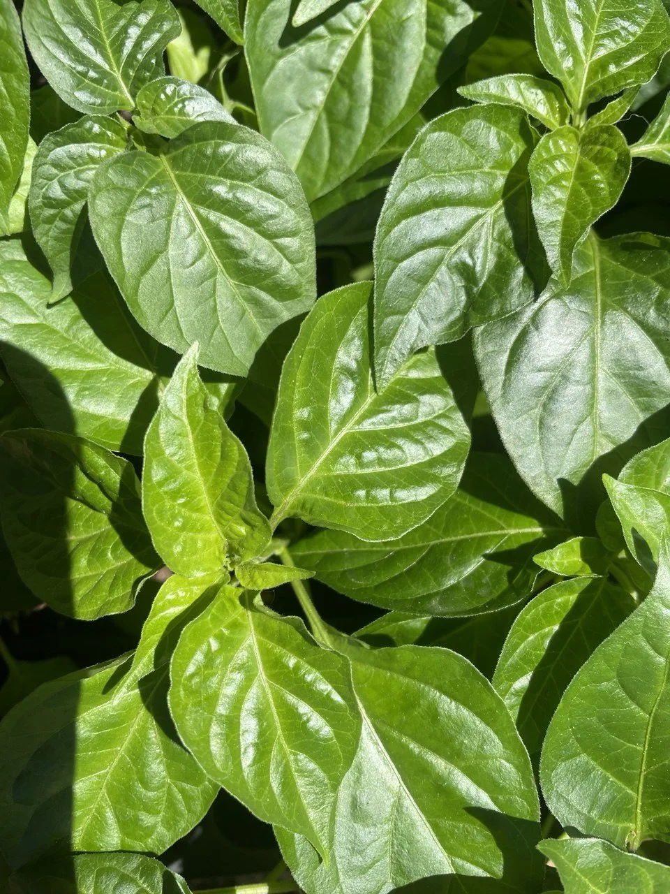 Pepper Issue - Aphids - No issue.jpg