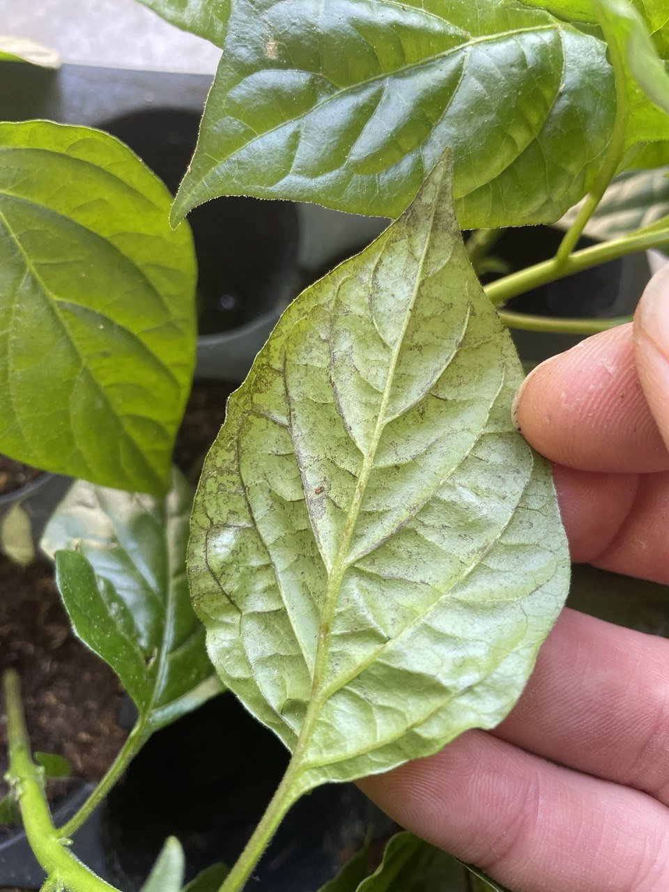 Pepper Issue - Aphids Bronzing.jpg