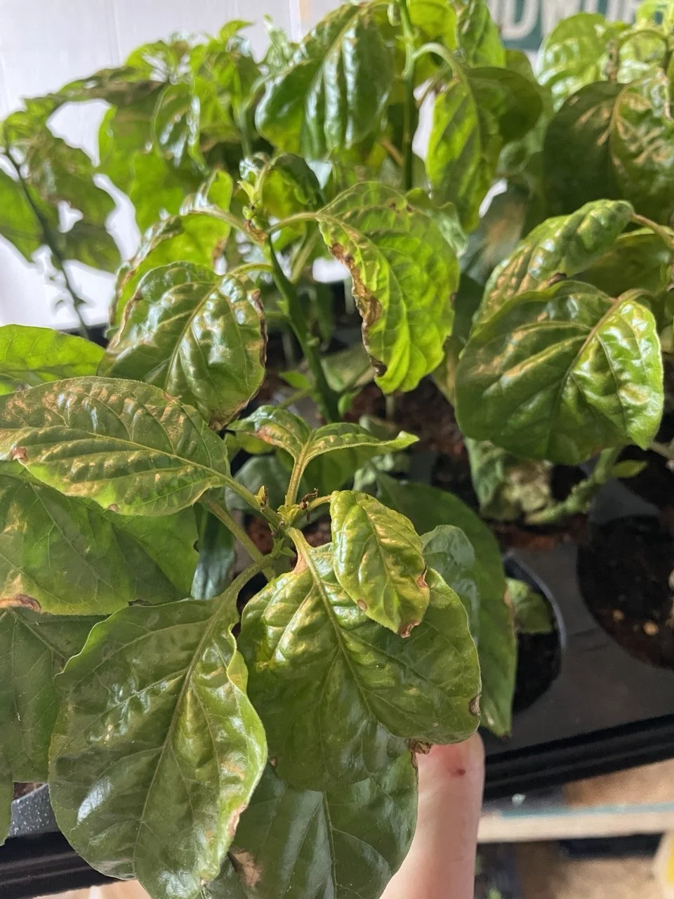 Pepper Issue - Fungus Gnat Extensive.jpg