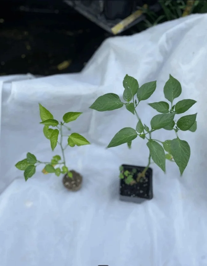 Growing Peppers: Common Problems &amp; Solutions