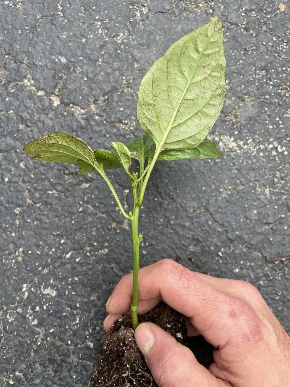 Pepper Issue - Fugngus Gnats - Whole Plant Poo Side Shot.jpg