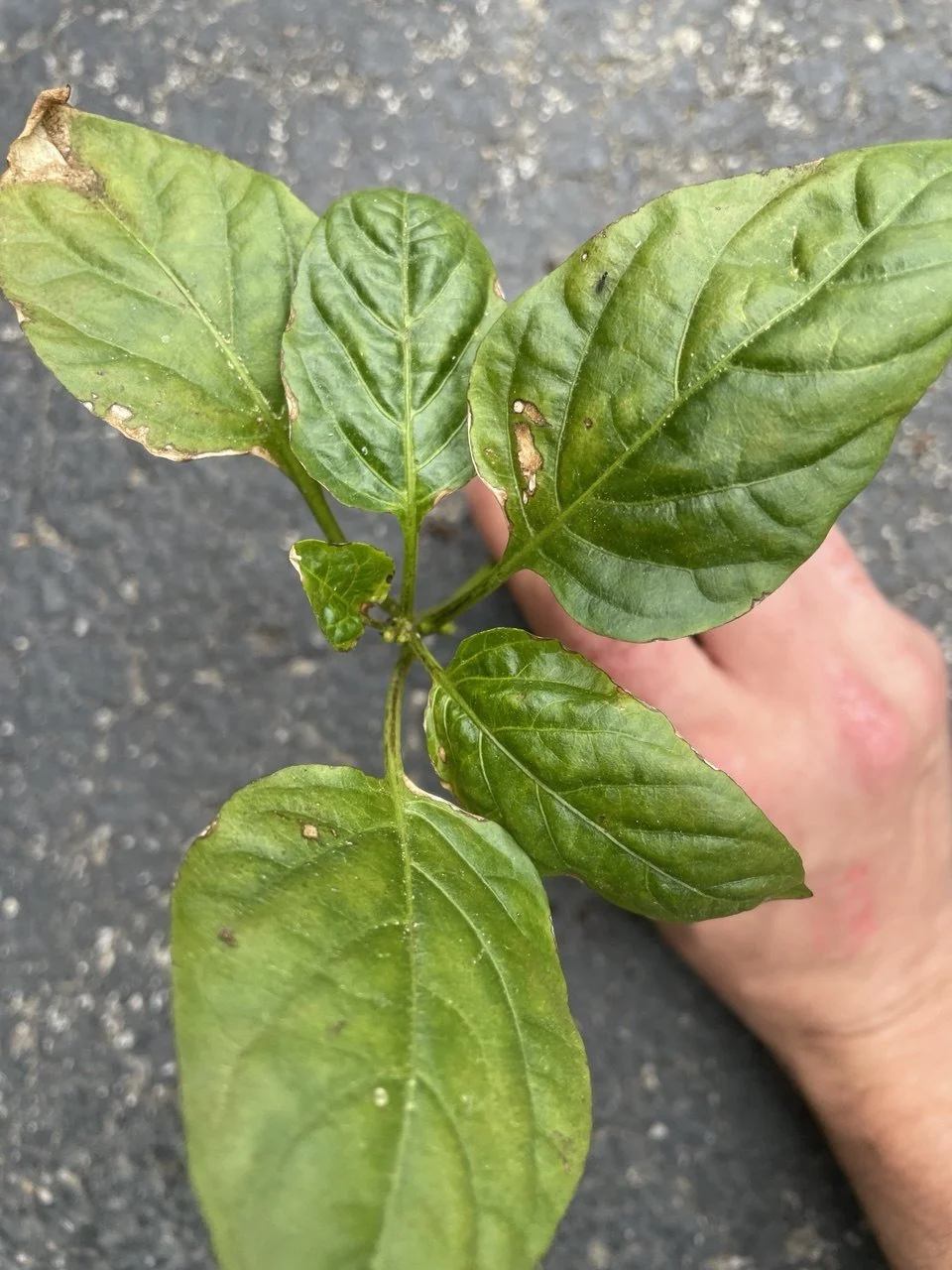 Pepper Issue - Fugngus Gnats - Whole Plant Poo.jpg