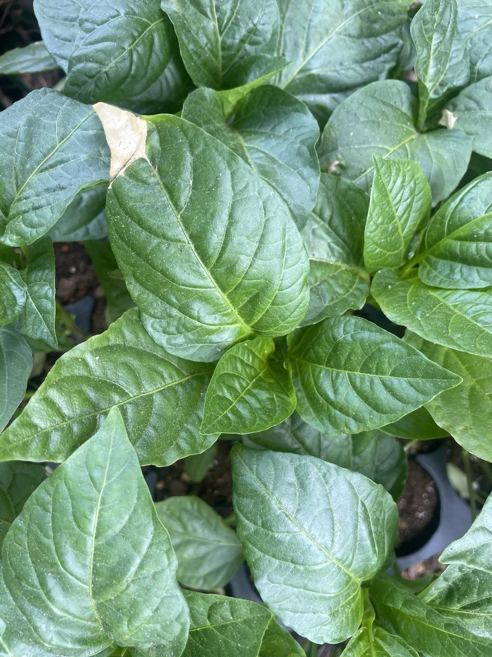 Pepper Issue - Sunscald Leaf.jpg