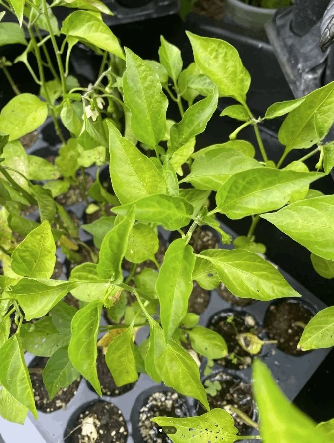 Peppers with severe nitrogen deficiency.