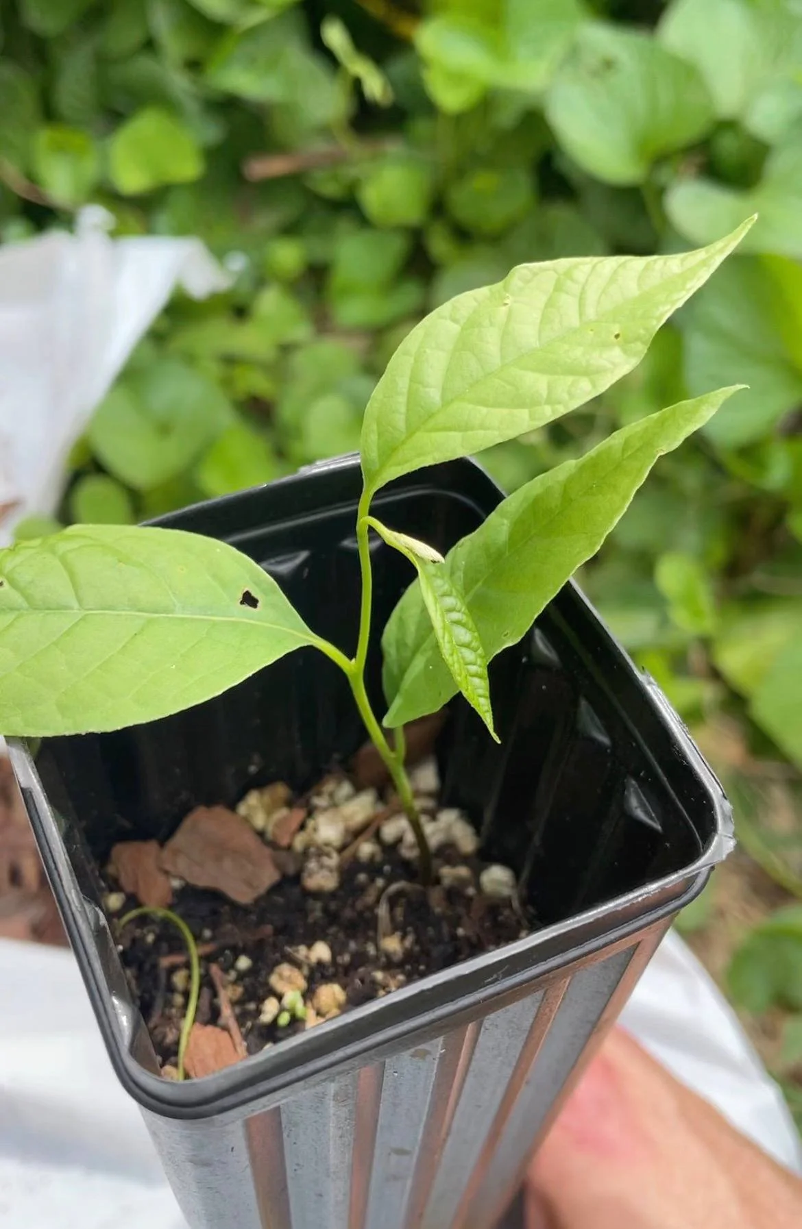 How to Germinate Pawpaws