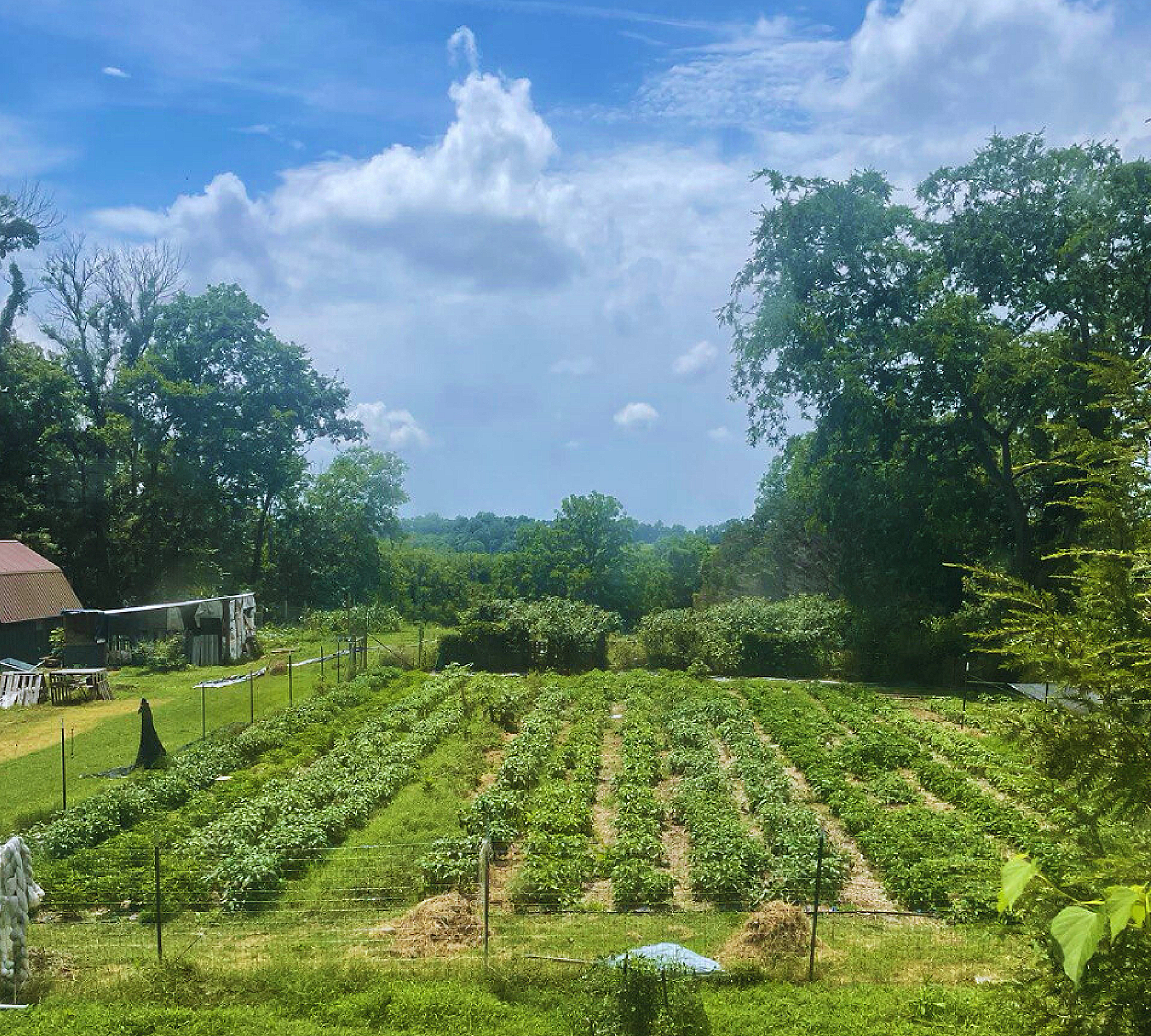 A view of our messy farm and plot 1 with peppers. Duck pen on the left.