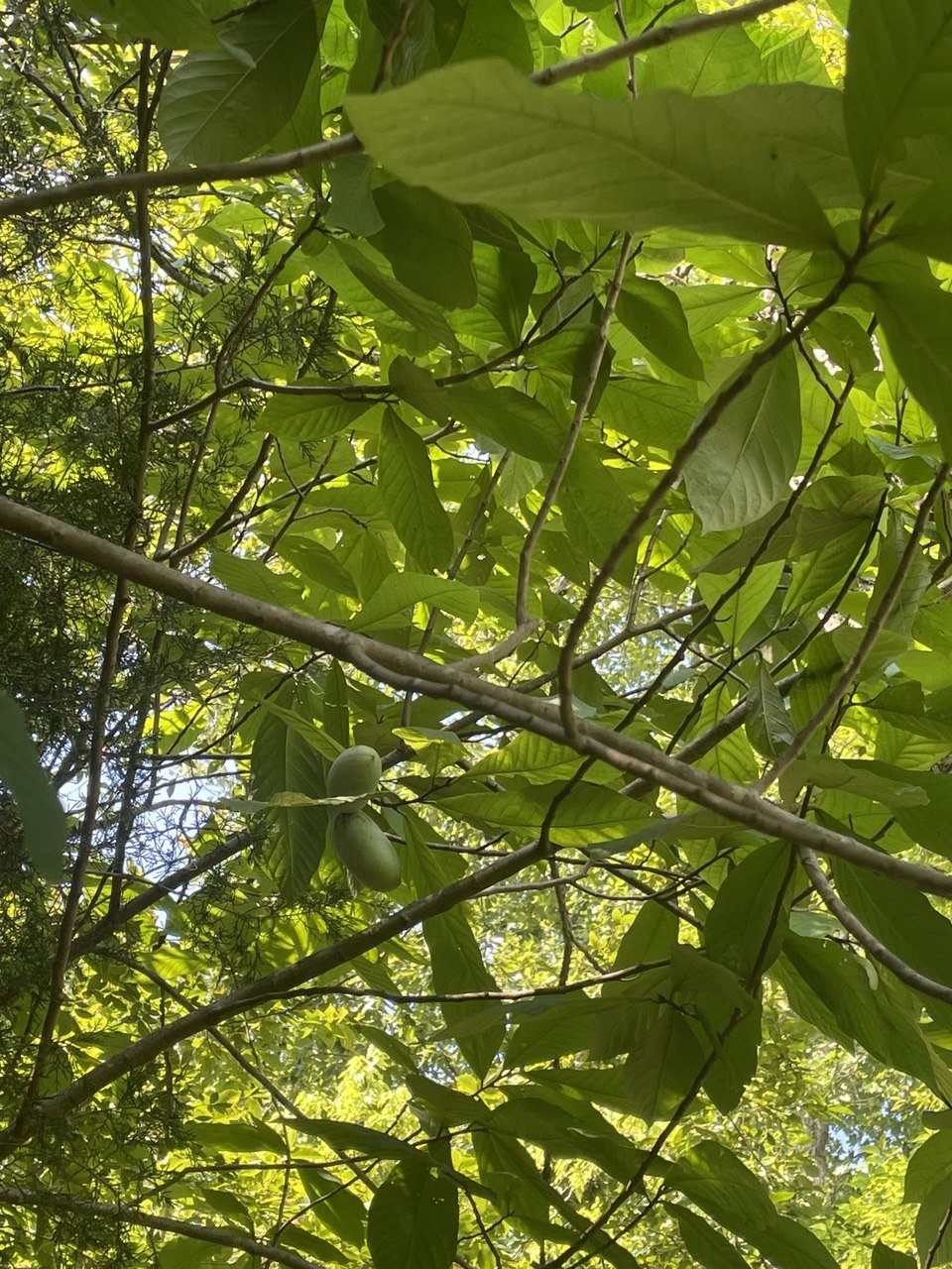 Wild Pawpaws on a mature Pawpaw tree