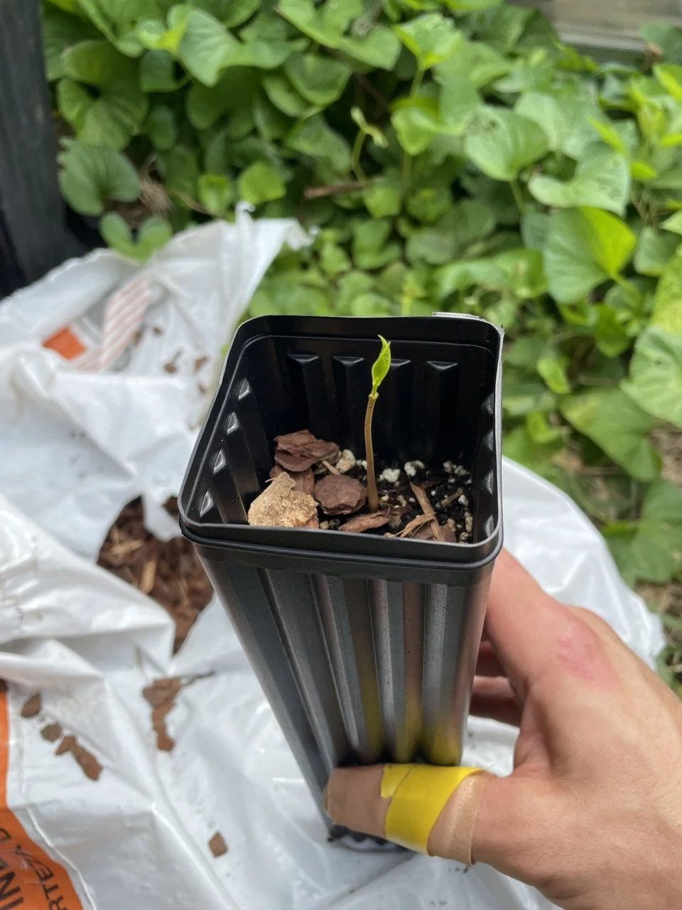 Pawpaw seedling when it first comes up.