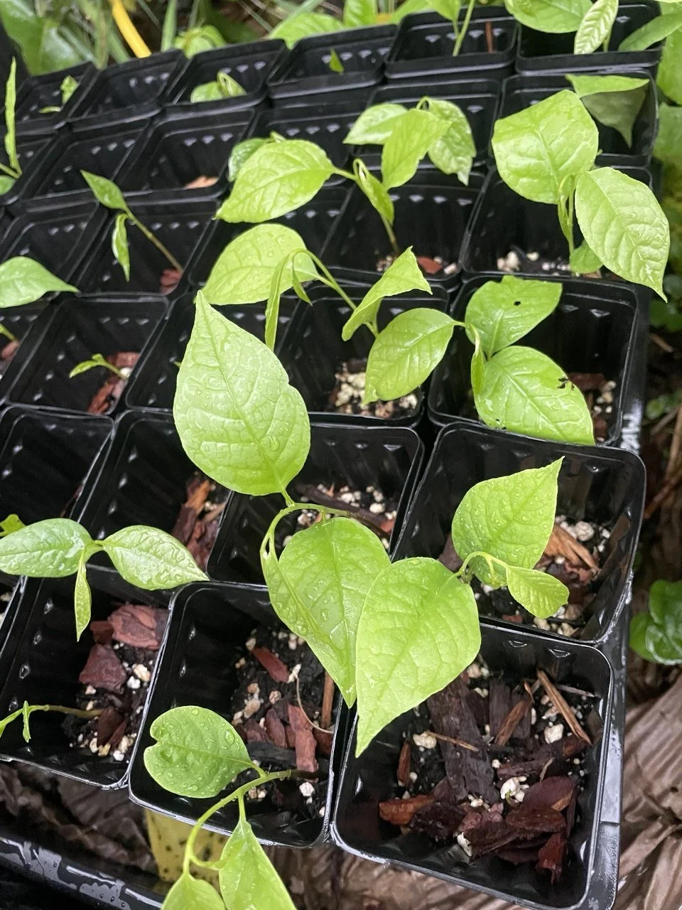 Tray of Pawpaws successfully germinated