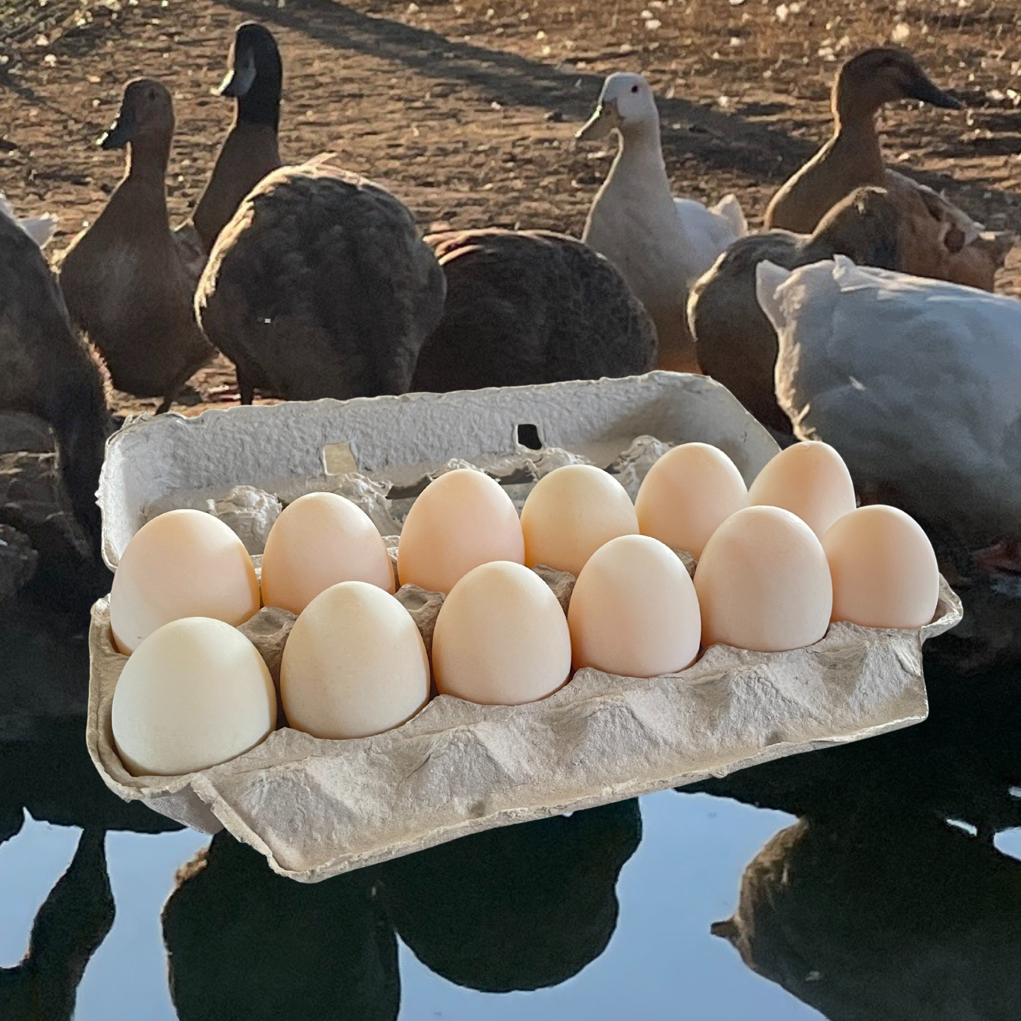 Dozen Duck Eggs with a Duck Background